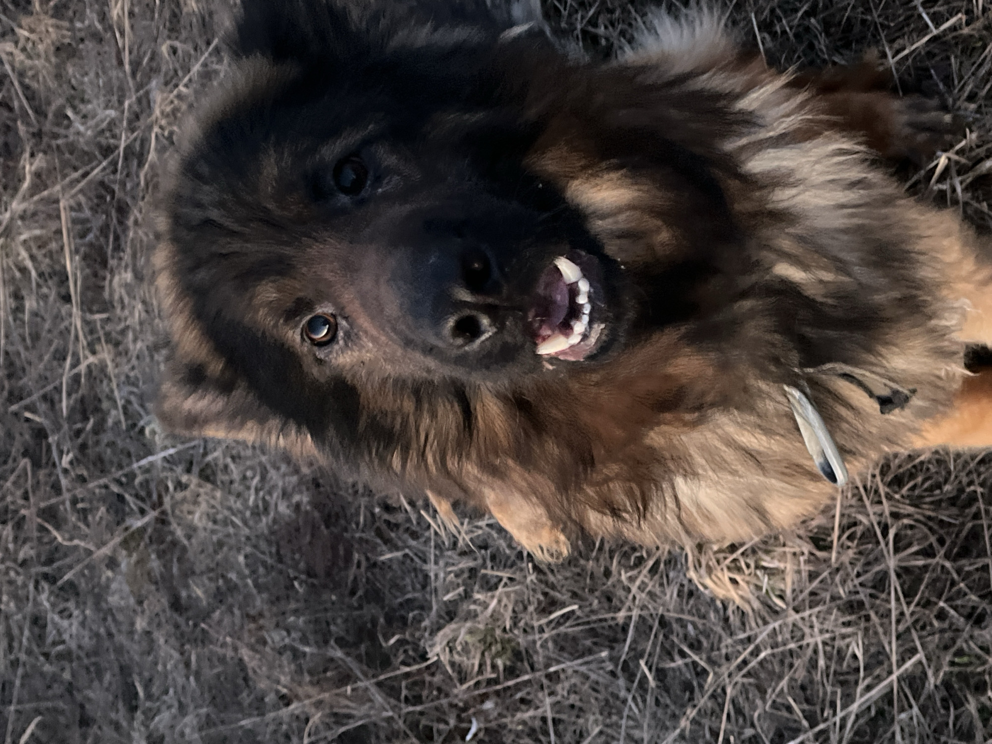 A medium-sized dog with long, dark brown and tan fur is lying on its back in an area covered with dry grass. The dog is looking up at the camera and baring its teeth in a playful or aggressive manner. A gray collar is visible around its neck. The location is likely Pavlovka, Russia, given the prompt context.