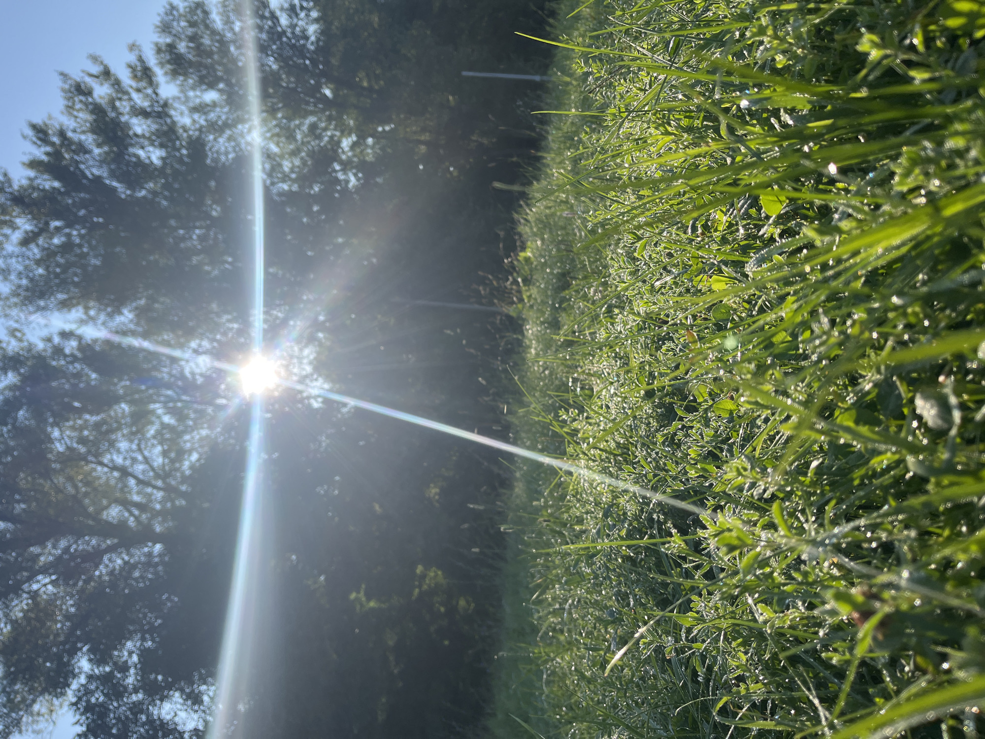 The image depicts a low-angle shot of a grassy field covered in dew. The sun is shining brightly from behind a cluster of trees in the background, creating a lens flare effect. The grass is green and appears to be newly mown or naturally short. Some taller blades of grass are visible, interspersed with smaller leafy plants. The sky is clear and blue. There are no people, animals, or man-made structures clearly visible within the frame. The overall scene suggests an outdoor environment, possibly a park or a meadow, in the early morning. This image is not specifically related to the city of Blagoveshchensk, Russia.