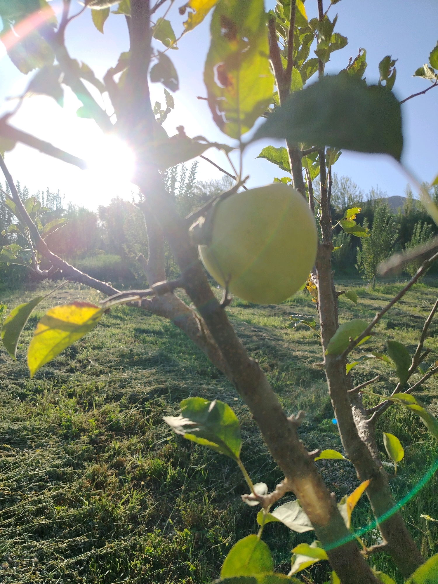 An apple is growing on a tree branch in Navobad, Tajikistan. The apple is pale green and round. The tree has a rough, brown trunk and branches with green leaves. Sunlight streams through the leaves, creating lens flare. The background is a field of green grass, with some dried grass and small plants. In the distance, there are trees and a hill under a clear blue sky.