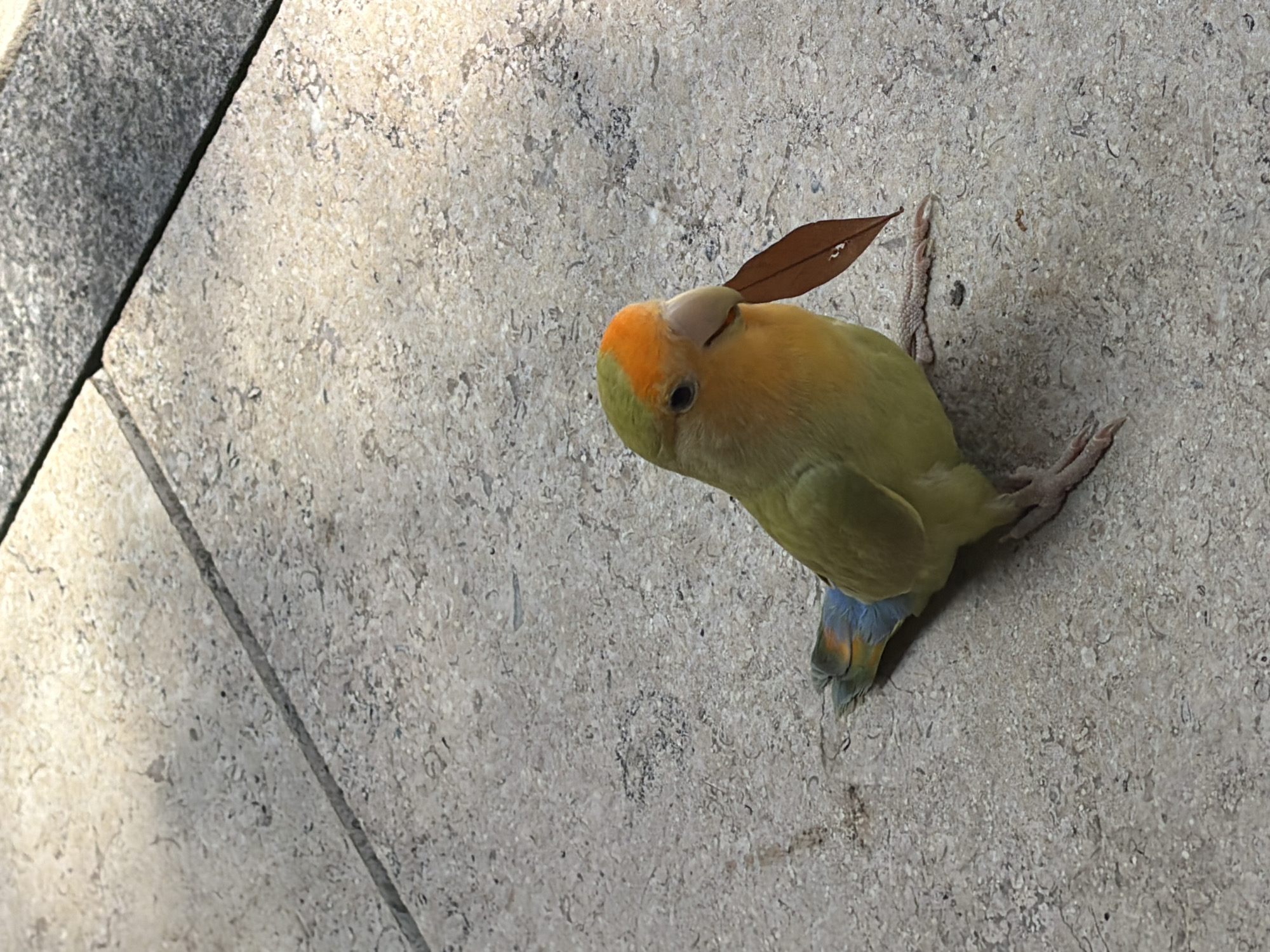 A lovebird stands on a stone tiled floor in Yuzhong District, China. The bird has a green body, an orange head, and a blue tail with some orange accents. It is holding a small brown leaf in its beak. The lighting suggests it is daytime, with sunlight casting shadows on the floor.