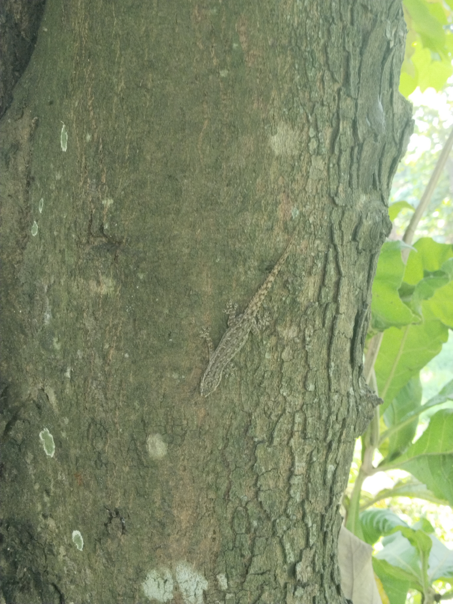 The image displays a close-up view of a tree trunk with a small lizard camouflaged against its bark. The lizard, likely a gecko, is positioned diagonally across the central part of the trunk, blending effectively with the mottled gray, green, and brown tones of the bark. Its body shows a pattern of light and dark spots, aiding its camouflage.
The tree trunk features a rough, textured surface with visible furrows and patches of lighter-colored growth, possibly lichen or moss. The background is softly blurred, revealing bright green foliage and diffuse light, suggesting an outdoor setting during daytime. The lighting appears even, without harsh shadows. No specific location cues beyond a natural environment are visible. There are no people or discernible text in the image.