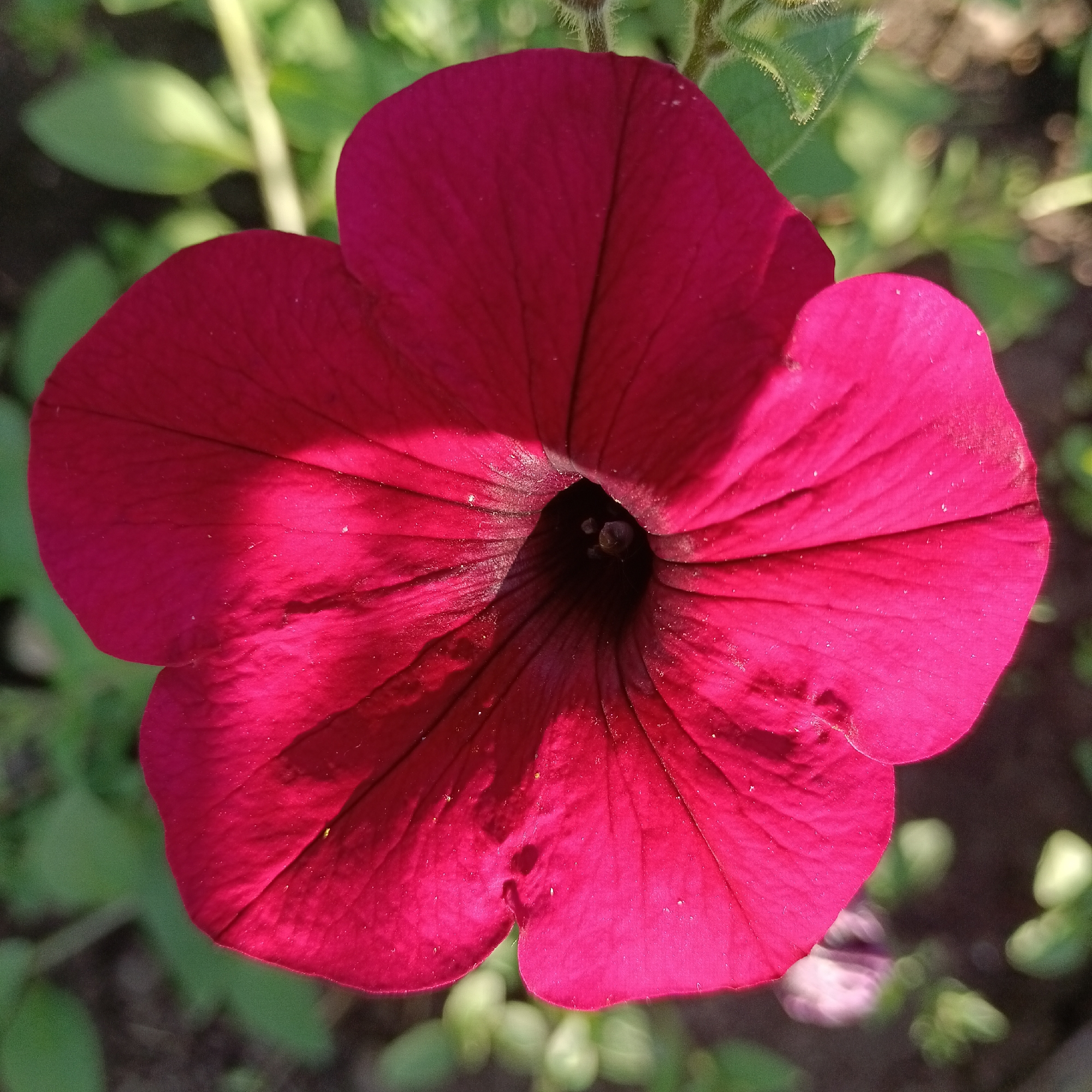 A close-up, overhead shot captures a single, vibrant magenta petunia flower in full bloom. The flower's velvety petals unfurl outwards from a dark, shadowy center, revealing delicate veins and subtle textures. Sunlight casts a distinct shadow across the upper left portion of the bloom, adding depth and contrast. The background is a soft blur of green foliage and brown earth, suggesting an outdoor garden setting. The overall impression is one of natural beauty and focused detail. The image was captured in Novokuybyshevsk, Russia.