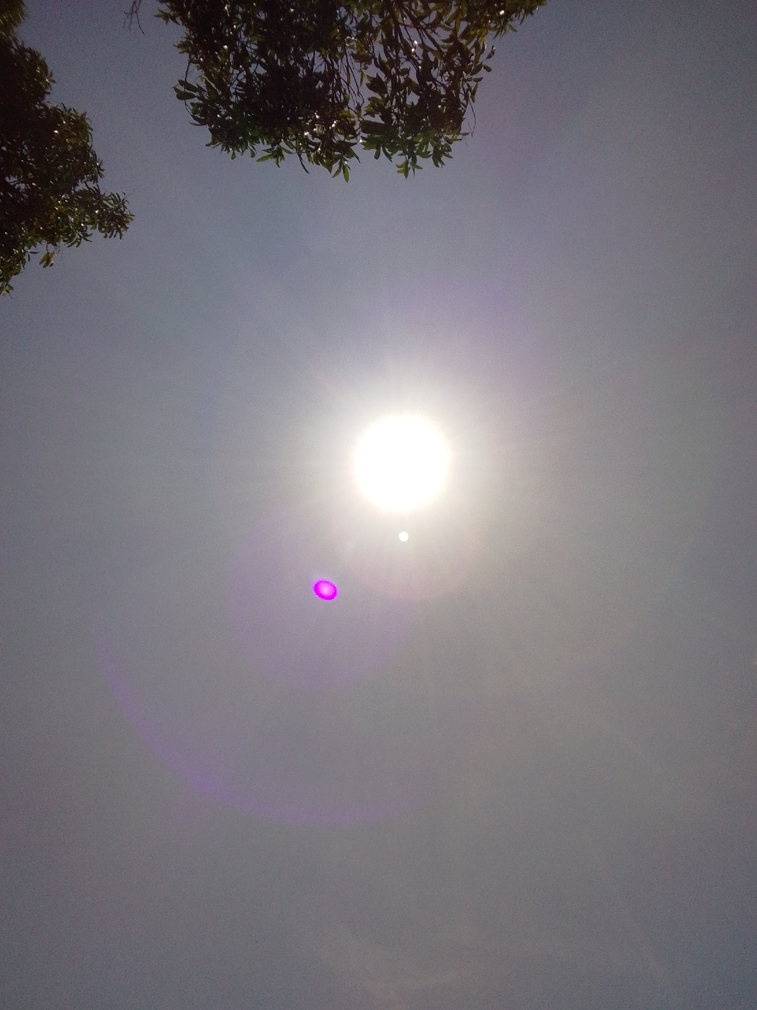 The image is a low-angle shot looking up at a hazy sky. The sun is prominently featured in the upper center, appearing as a bright, blown-out disc with visible lens flare and light streaks. To the left of the sun, a smaller, distinct white dot is visible, possibly a secondary reflection or a distant object. A prominent, bright magenta circular lens flare is present below and to the left of the sun. Another fainter purple arc of light is visible in the lower left portion of the image. The upper edge of the frame is partially obscured by the dark green foliage of trees, suggesting an outdoor setting. The overall atmosphere is hazy, and the sky transitions from a lighter shade near the horizon to a darker grey at the top. There are no people, animals, or specific landmarks visible that would indicate the location within Serti, Nigeria. The image appears to be a photograph taken on a mobile device due to the presence of lens flares and the overall quality.