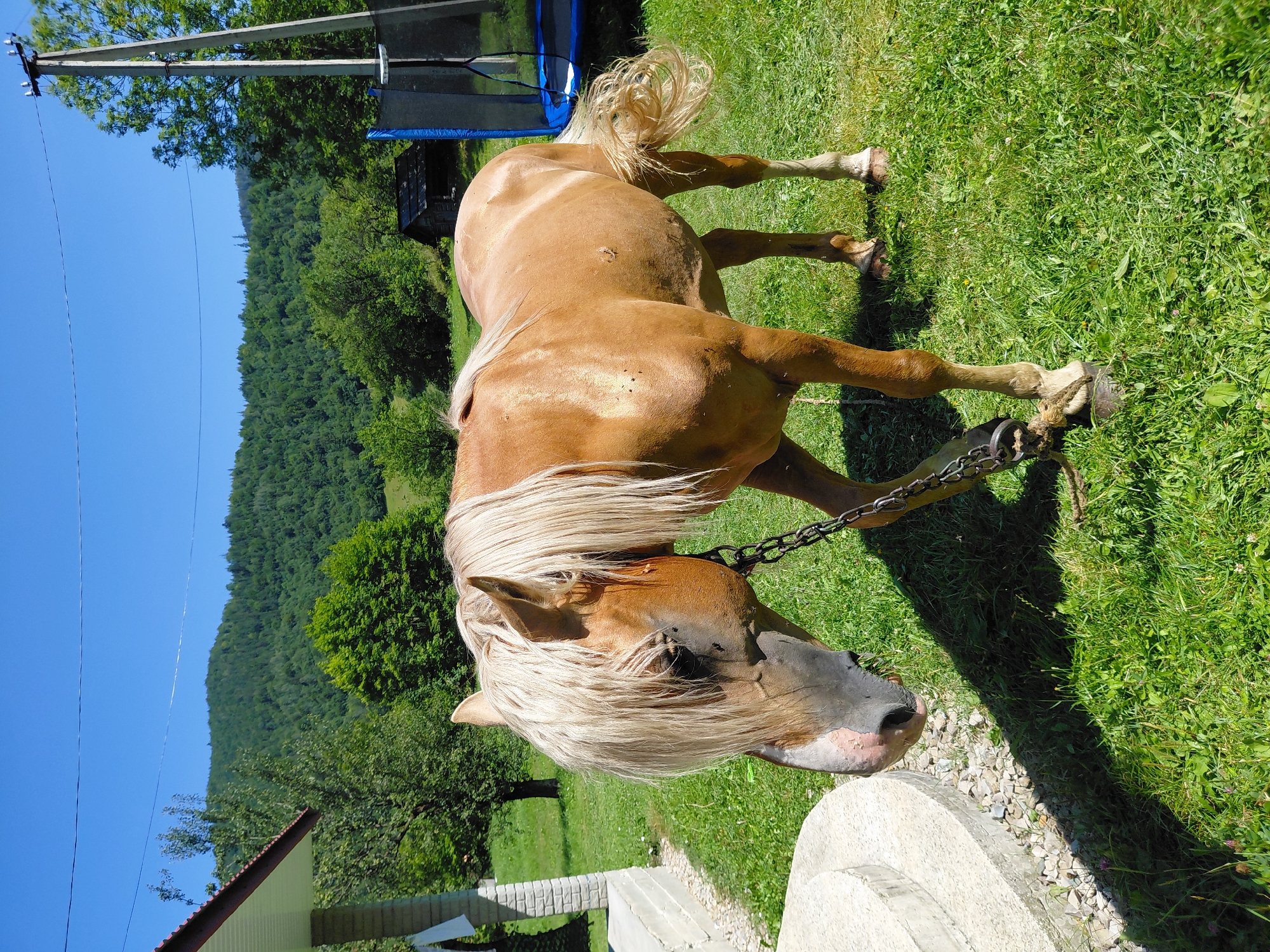A light brown horse with a blonde mane is standing on a grassy area. It is tethered by a chain. In the background, there is a wooden structure with a blue trampoline beside it. Further in the distance, a forested mountain range is visible under a clear blue sky. To the left of the horse, there is a white concrete structure with steps. The image appears to be taken in a rural setting.
