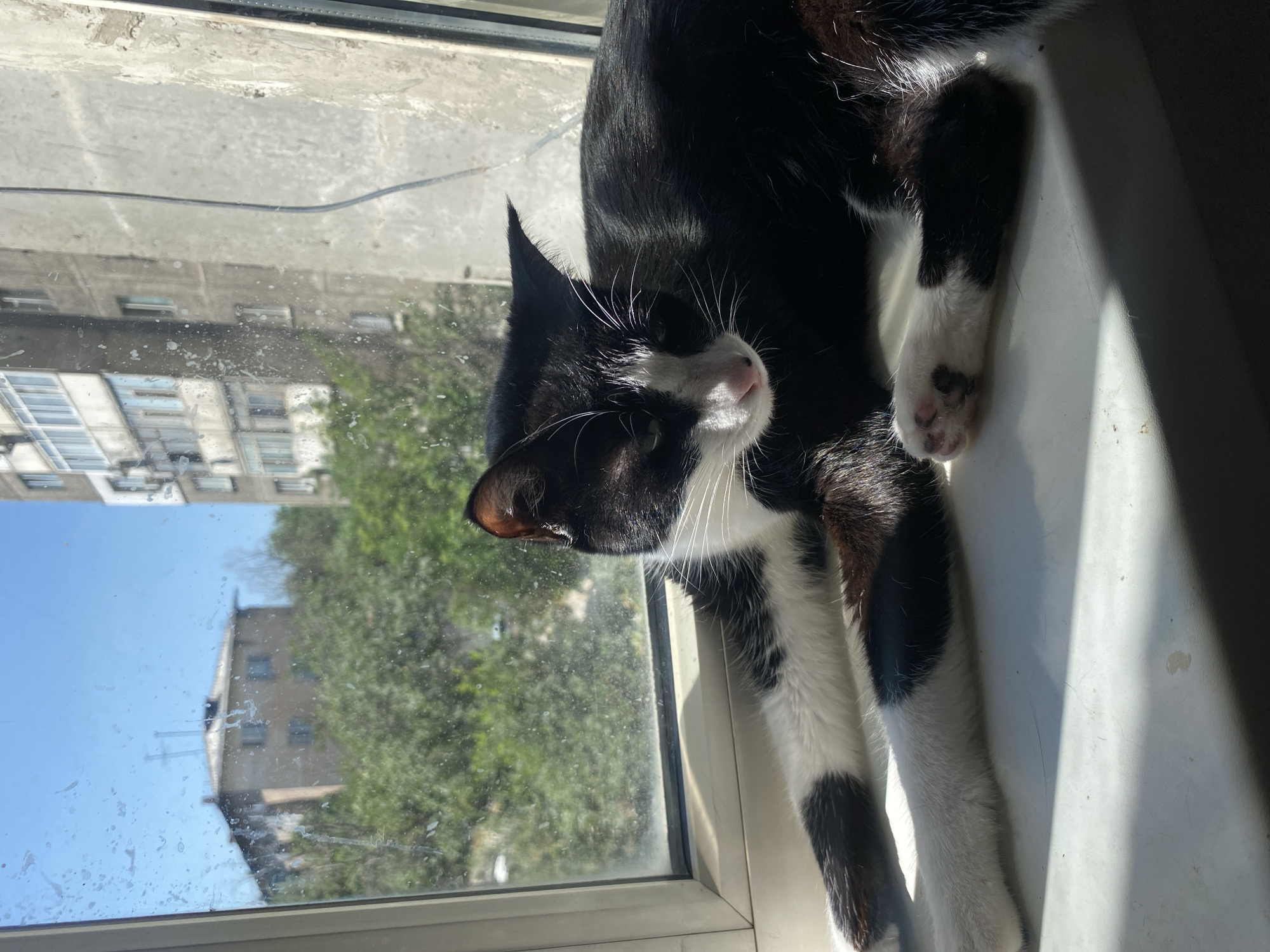 A black and white cat is lying on a white windowsill, with its body partially extended. The cat is facing to the right, with its head tilted down. Sunlight streams in from the left, casting a shadow across the windowsill and the cat's body. Outside the window, there are trees and buildings, indicating an urban setting. The buildings in the background appear to be apartment blocks, characteristic of Bishkek City, Kyrgyzstan. The window is dirty, with visible smudges and streaks on the glass. The environment suggests a residential area.