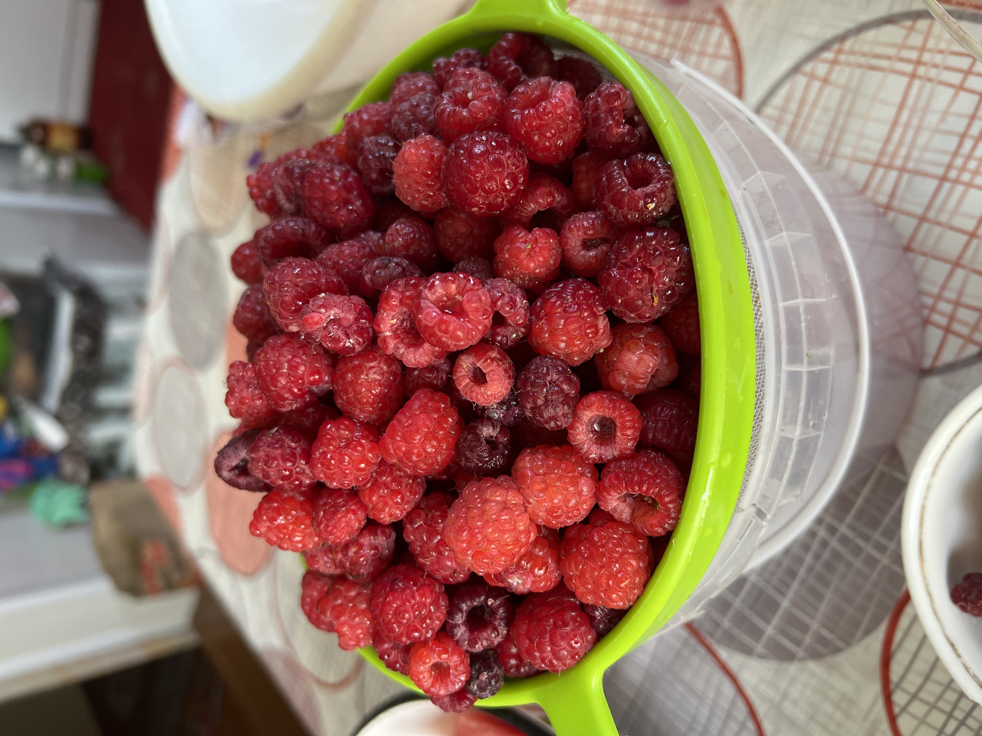 A close-up, vertical, eye-level shot shows a bright green colander filled with ripe raspberries. The colander is clear at the bottom, allowing visibility into a white bucket beneath. The raspberries are a deep red to dark purple color, with some appearing slightly overripe. They are packed tightly together, obscuring the colander's perforations in most areas. The background is softly blurred, with a checkered tablecloth and a hint of a domestic setting, suggesting a kitchen or dining area. The image has a shallow depth of field, emphasizing the texture and abundance of the fruit. There is no indication of a specific location in Pivkino, Russia.