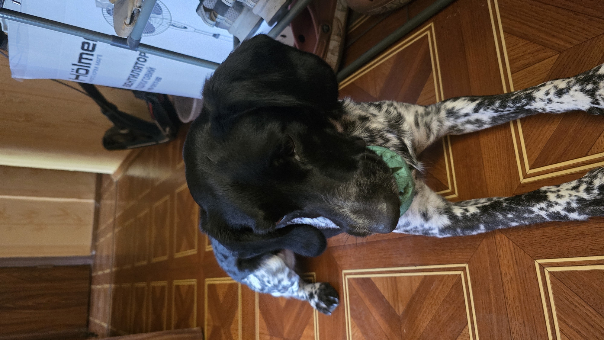 A black and white speckled dog with floppy ears is lying on a wooden floor. The dog is wearing a teal collar or bandana around its neck. The dog's head is lowered and it appears to be holding a green object in its mouth. The floor has a pattern of light and dark brown wood panels. In the background, there is a door on the left, and on the right, there is a tall white box with text that includes the brand "Holmer" and the word "вентилятор," which is Russian for "fan." There is also a vacuum cleaner in the background. The overall environment appears to be indoors, possibly a home. The location is identified as Novohuivynske, Ukraine.