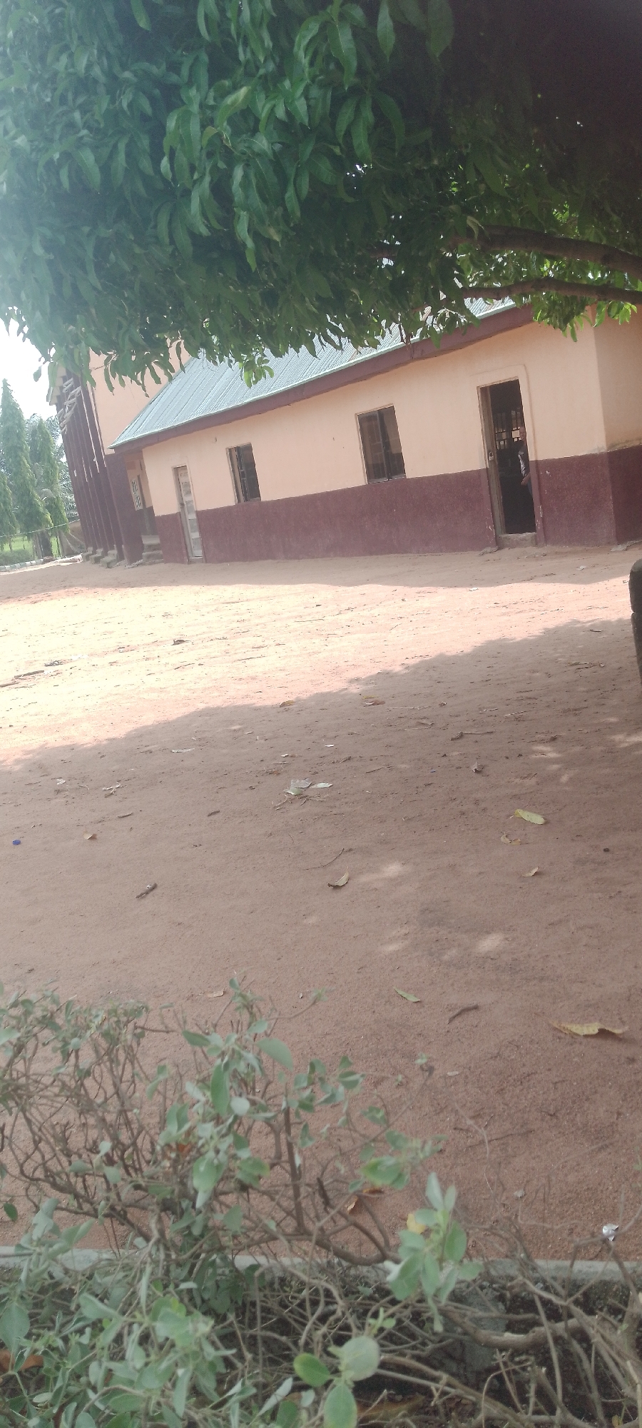 The image depicts the exterior of a building, likely an educational institution, situated in Jalingo, Nigeria. The building features a light peach-colored facade with a darker maroon band running along its base. It has a light grey, corrugated metal roof. Several windows are visible, some with dark frames, and a doorway stands open, revealing a person in dark clothing standing inside. The ground in front of the building is composed of reddish-brown soil, scattered with leaves and some debris. The scene is partially shaded by the branches and dense green leaves of a large tree that extends into the upper portion of the frame. In the background, on the left side, several tall, slender trees are visible. A low-lying bush with thin branches and small green leaves occupies the foreground. The overall impression is an outdoor, daytime scene, likely in a dry, dusty environment.