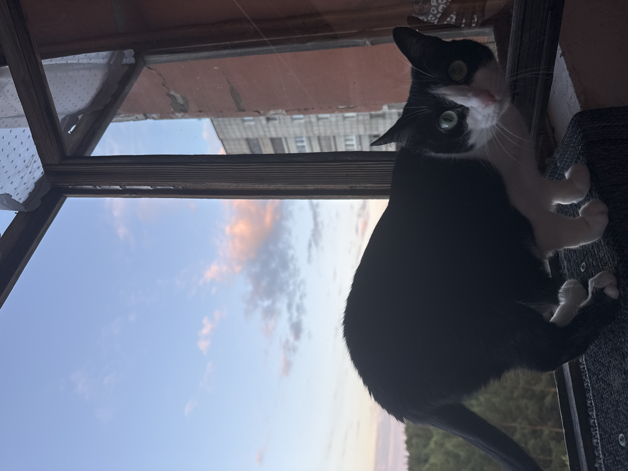 A black and white cat with green eyes is crouched on a windowsill, looking towards the camera. The cat's body is mostly black with white paws and a white chest and muzzle. The background shows a pink and blue sky with clouds, a building, and trees. The window frame is wooden and appears weathered. The scene is likely located on a balcony or an open window in an apartment building in Chaikovsky, Russia, given the distinct Soviet-era architecture visible in the background.