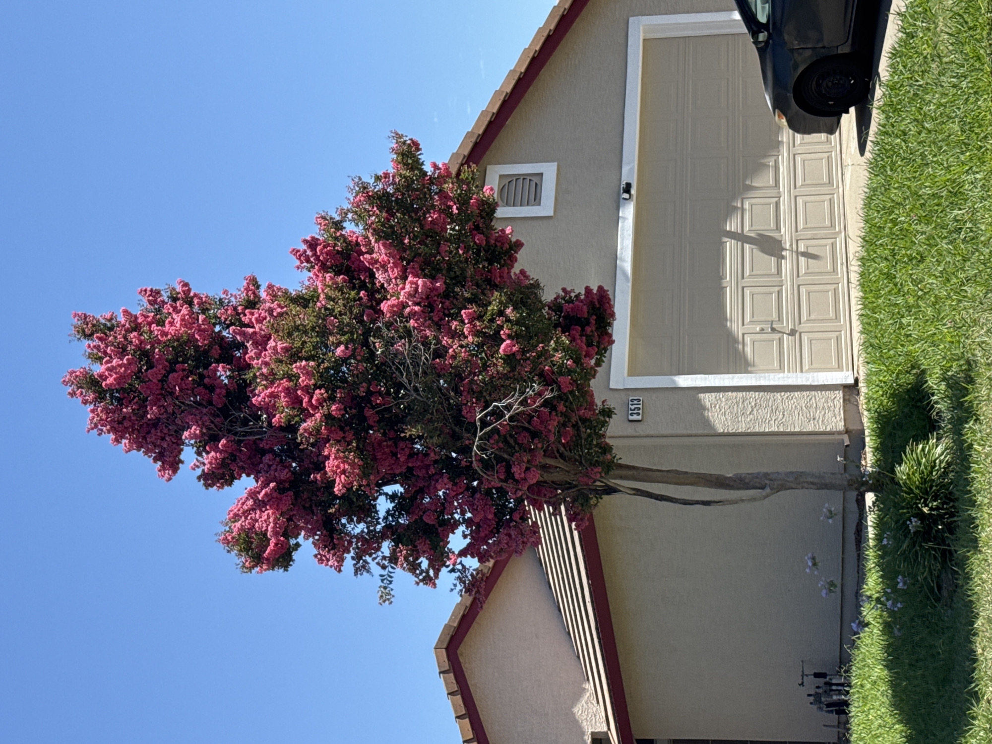 In the city of Antelope, California, United States, a mature crepe myrtle tree with vibrant pink blossoms stands in front of a beige stucco house with a tiled roof and a beige garage door. The house is numbered 3513. A dark-colored sedan is parked to the right of the garage. The scene is illuminated by bright sunlight, casting shadows on the lawn and driveway. The sky is clear and blue.