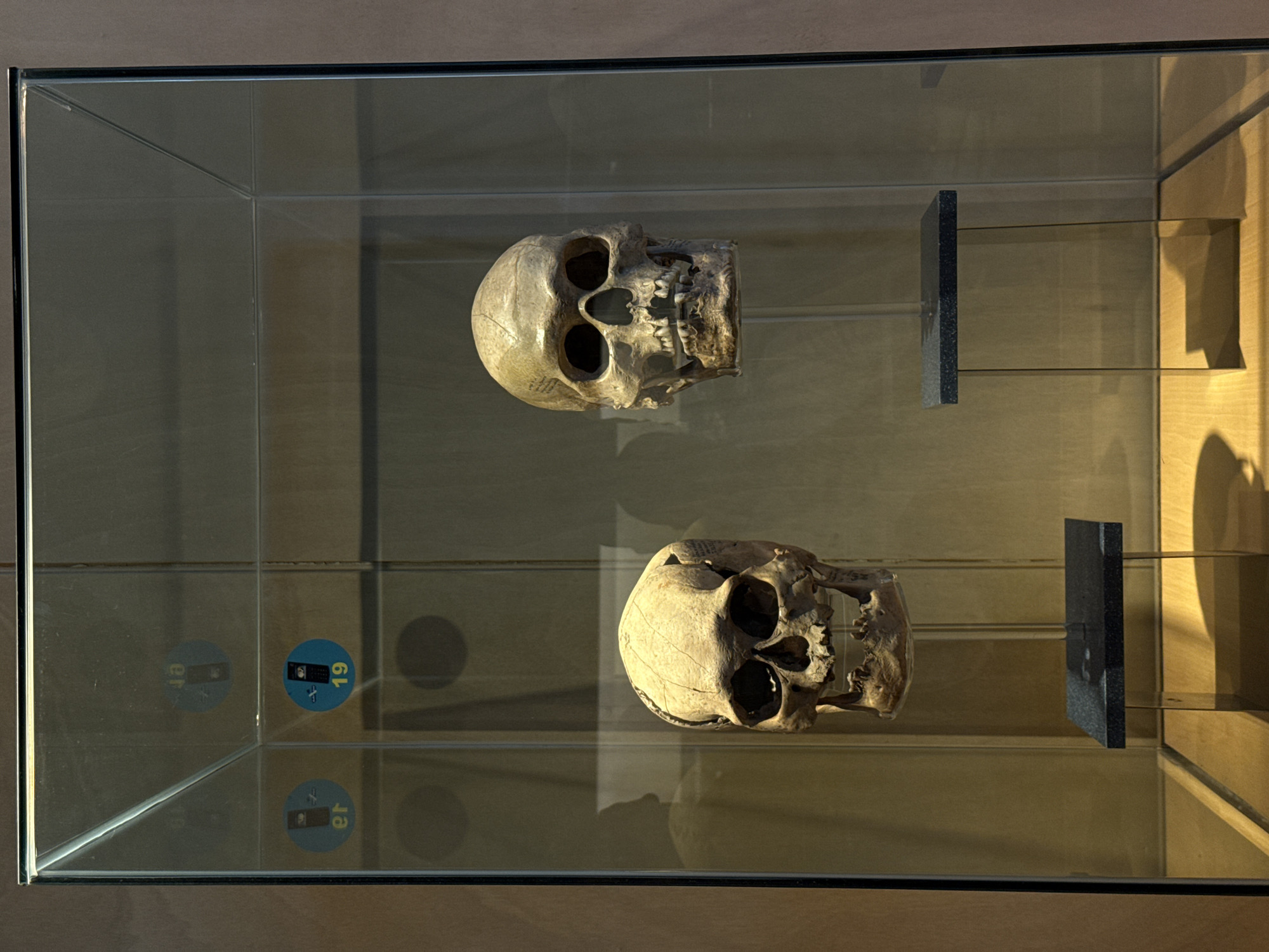 Two ancient-looking human skulls are displayed in a clear glass case, likely within a museum or exhibition in Mexico City, Mexico. The skulls are light-colored, showing detailed bone structures, and are positioned on slender stands with dark, rectangular bases. Both skulls face right and are slightly angled towards the viewer.
The upper skull is situated higher and to the left, while the lower skull is positioned below and to the right. Faint, illegible text or markings are visible on the foreheads of both skulls.
The glass display case features dark framing along its edges and reflects various elements from the surroundings, including bright light sources, shadows, and circular patterns. In the lower-left corner, two circular blue stickers are affixed to the glass. One prominently displays the number "19" accompanied by a phone icon, suggesting a point of interest for an audio guide or informational reference. The other sticker's text is mostly obscured by reflections, though parts resembling "er" are discernible.
The background of the display case consists of light-colored wooden paneling or a wall. Strong shadows cast by the skulls and their stands on the back and sides of the case indicate bright, directional lighting, suggesting it is daytime or under strong artificial illumination. The scene conveys a static, academic presentation of artifacts.