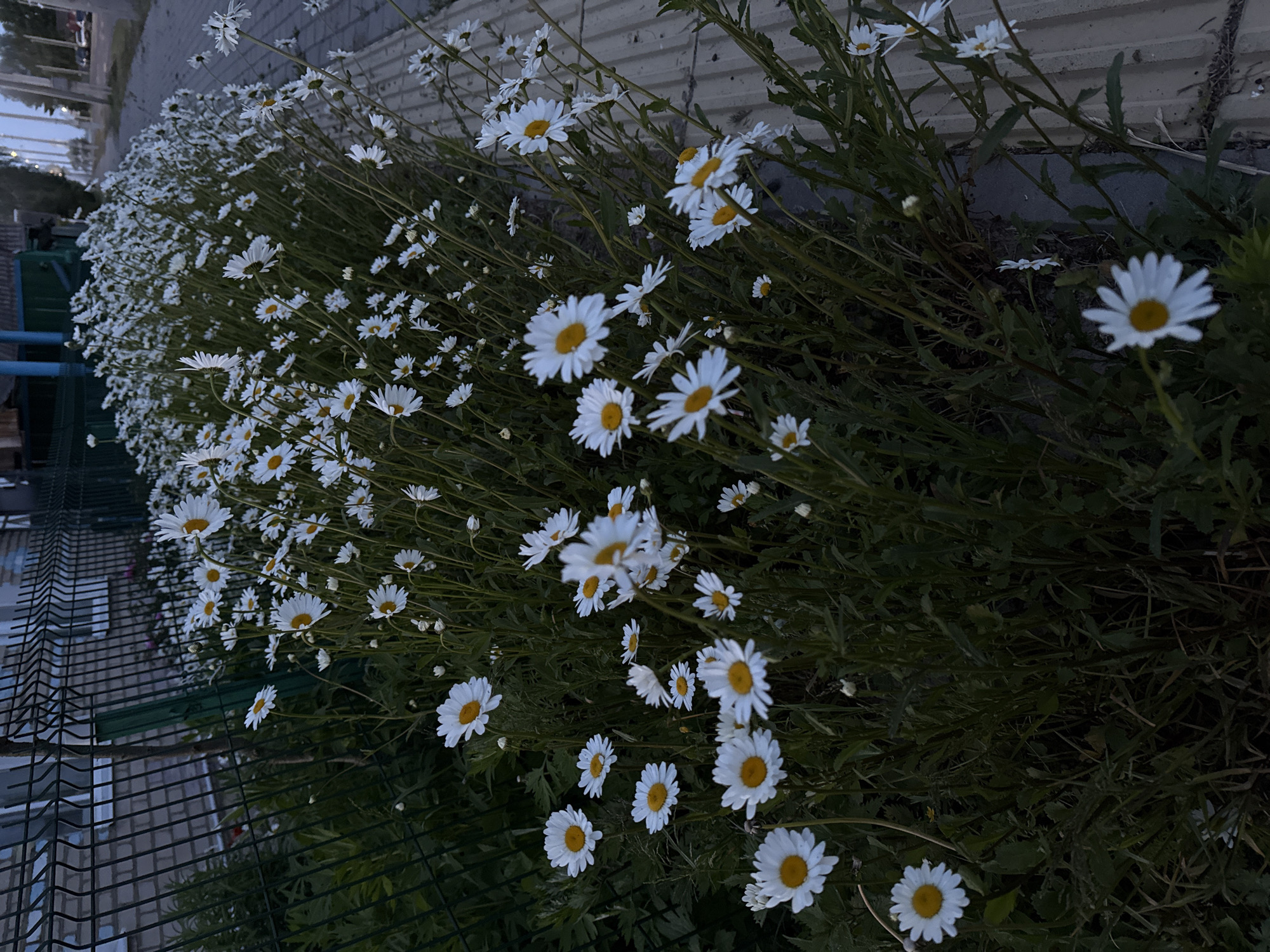 The image displays a dense cluster of white daisies with prominent yellow centers, growing abundantly. The flowers, in various stages of bloom, dominate the foreground and midground, their bright white petals contrasting with the dark green stems and foliage.
The lighting is dim and muted, suggesting the photograph was taken during dusk, night, or early morning, which contributes to a tranquil atmosphere.
In the background on the left side, a dark metal fence with a grid pattern is visible, and beyond it, faint, blurry outlines of buildings or structures can be discerned. On the right side, a light-colored, possibly concrete or brick, wall or barrier forms part of the backdrop, alongside a dark green utility box or container partially obscured by the daisies.
The scene portrays a naturalized area where wildflowers are thriving alongside man-made infrastructure, blending natural beauty with an urban or semi-urban setting. There is no discernible activity or visible text in the image. The original image file is rotated 90 degrees clockwise.