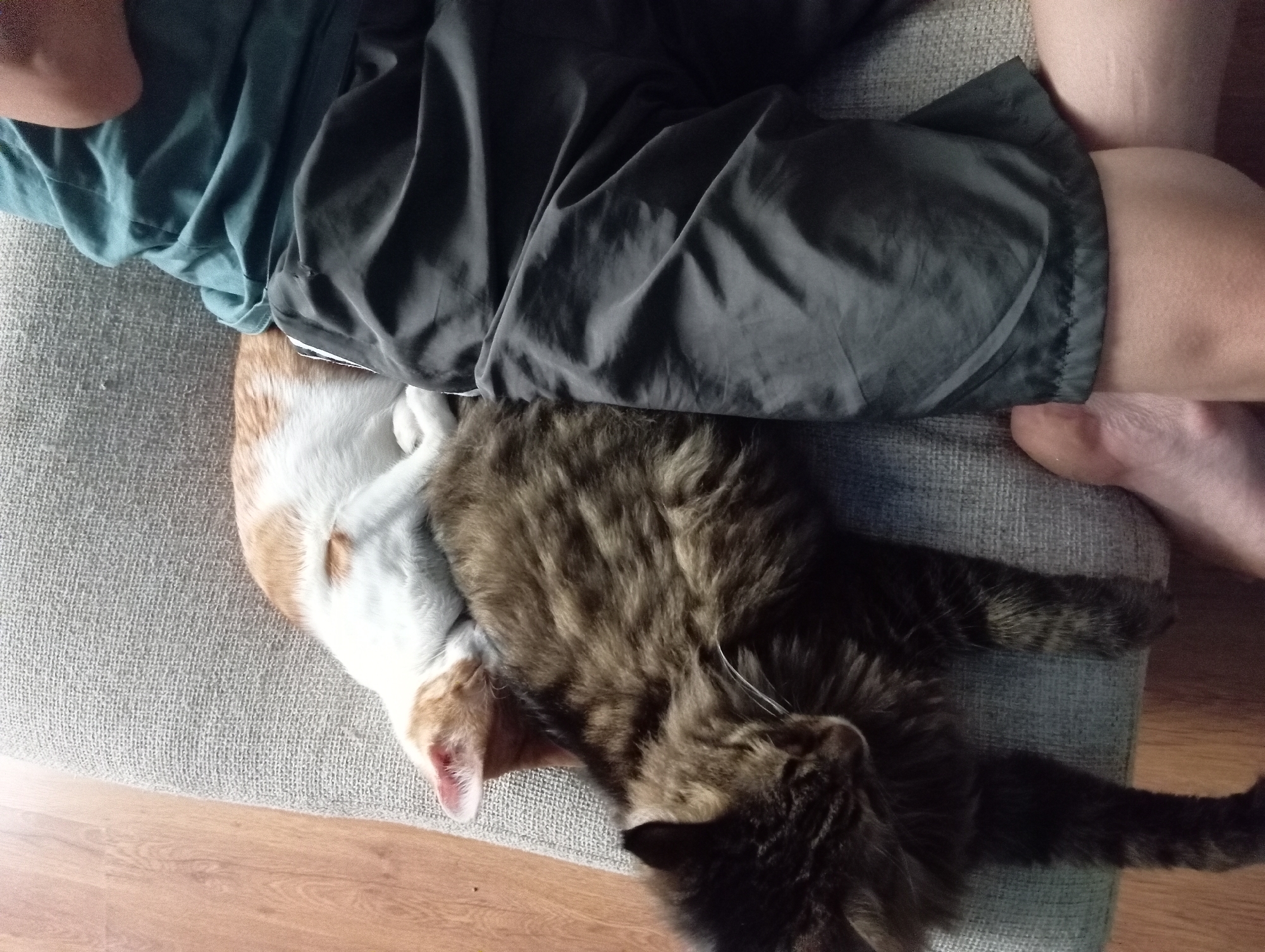 A person is lying on a sofa, with two cats sleeping on them. The person is wearing a teal t-shirt and black shorts. One cat is a tabby, and the other is a white and orange cat. The sofa appears to be a light grey color and is placed on a wooden floor. The scene is indoors. The location of Aktau, Kazakhstan, is not indicated in the image.