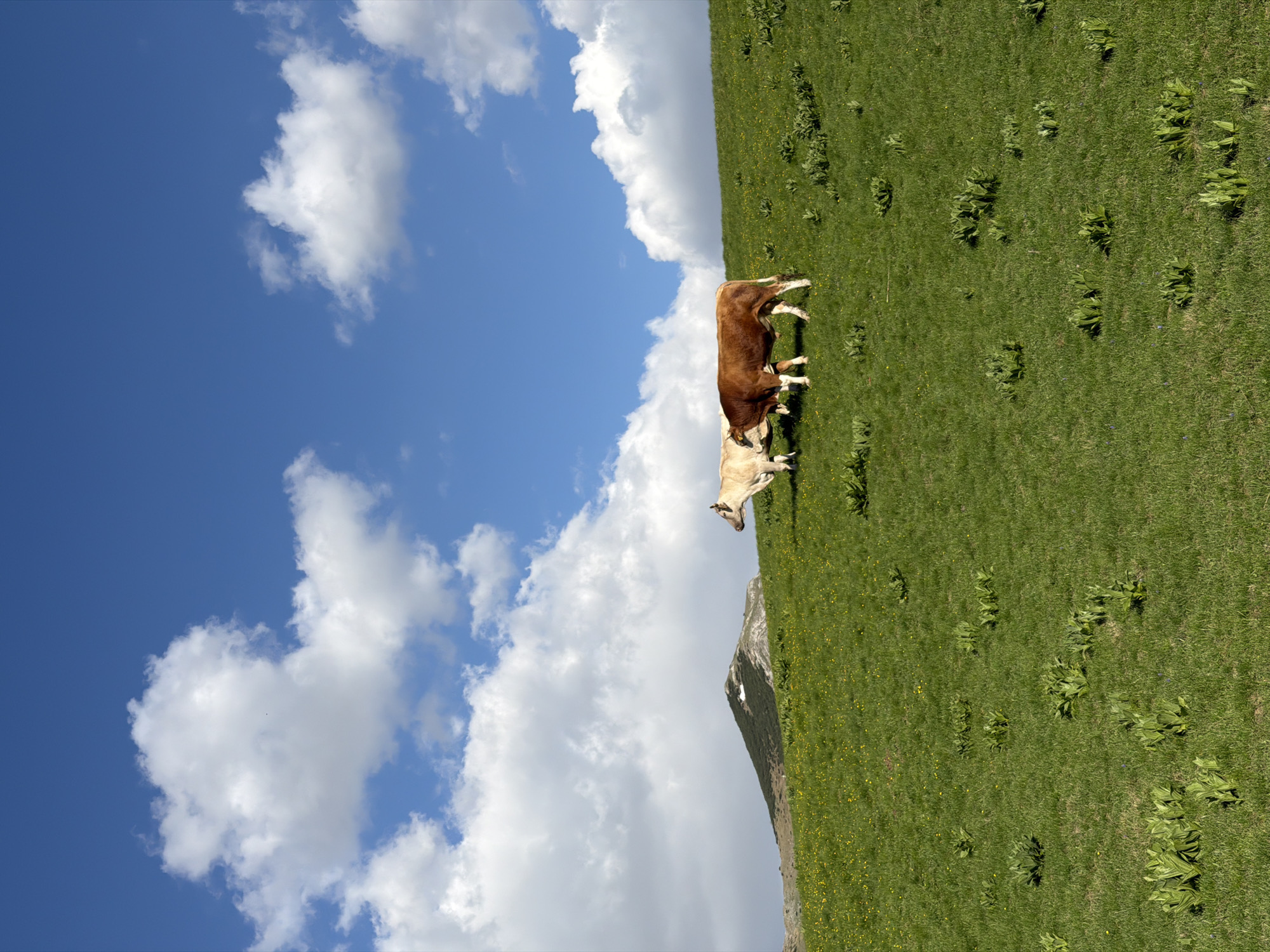 Two cows stand on a grassy hillside under a blue sky with white clouds. The hillside appears to be in a mountainous region. A mountain peak is visible in the background. The image is taken in Boričje, Montenegro.