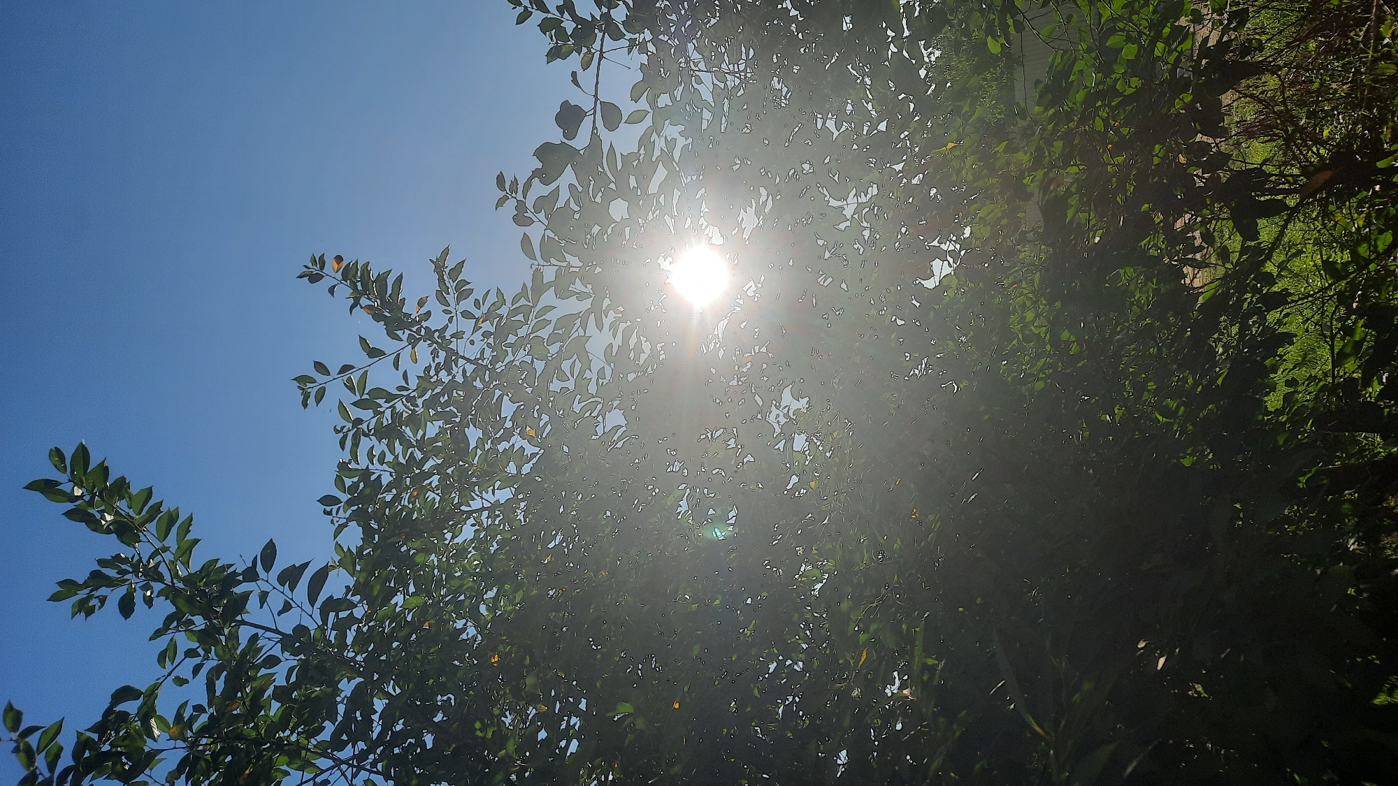 The image depicts a bright, sunny day with a clear blue sky, visible through the dense foliage of a tree. The sun is shining intensely, causing lens flare and a bright halo effect that obscures some of the detail within the leaves. The leaves are a vibrant green, and the branches create a textured canopy that filters the sunlight. The overall scene suggests an outdoor environment, possibly a garden or park in the city of Shklov, Belarus, given the context provided. There are no people or animals visible in the frame. The bottom of the image shows hints of a ground with some dry grass and other vegetation.
