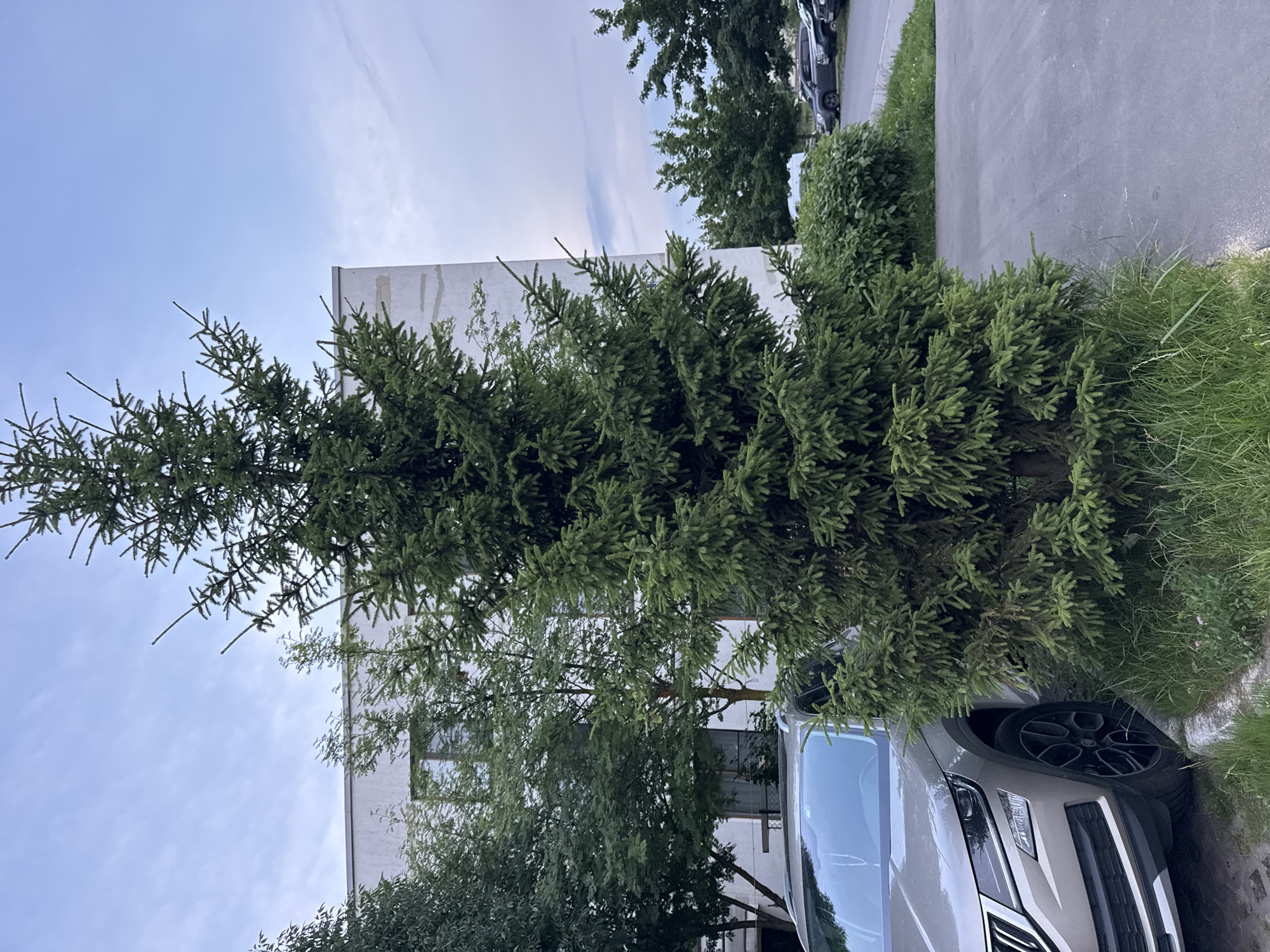 A tall, green spruce tree stands prominently in the foreground, positioned slightly off-center to the right, in what appears to be an urban or suburban setting. To the left of the tree, the front section of a light-colored SUV is visible, parked on a paved surface. Behind the spruce tree and to the left, a modern, light-colored building with windows is partially obscured by foliage. In the background, beyond the spruce and building, several other trees are present, and further in the distance, more parked cars are lined up on a paved area. The sky above is overcast with clouds, suggesting it is either early morning or late afternoon. The overall impression is a calm, residential or commercial area, likely in the city of Domodedovo, Russia, with a focus on natural elements integrated into the built environment. There are no people or animals visible in the image.