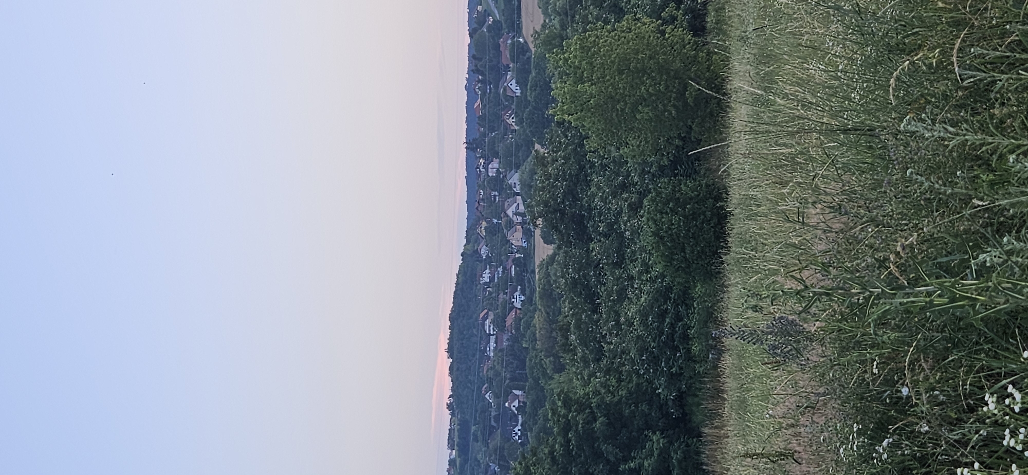 The image depicts a serene landscape at dusk, likely taken in the vicinity of Hévíz, Hungary. The foreground is dominated by a meadow of tall, green grass and wildflowers, with some taller, thinner stalks of vegetation interspersed. Behind the meadow, a dense, dark green forest forms a lush band across the middle ground. Beyond the forest, a settlement of houses with red and orange roofs is visible scattered across rolling hills. The houses are predominantly two-story structures with well-maintained yards. The background consists of a clear, pale blue sky, transitioning to a soft pinkish hue near the horizon, indicating the end of daylight. Two small, dark specks are visible in the sky, possibly distant birds or insects. The overall atmosphere is peaceful and rural.