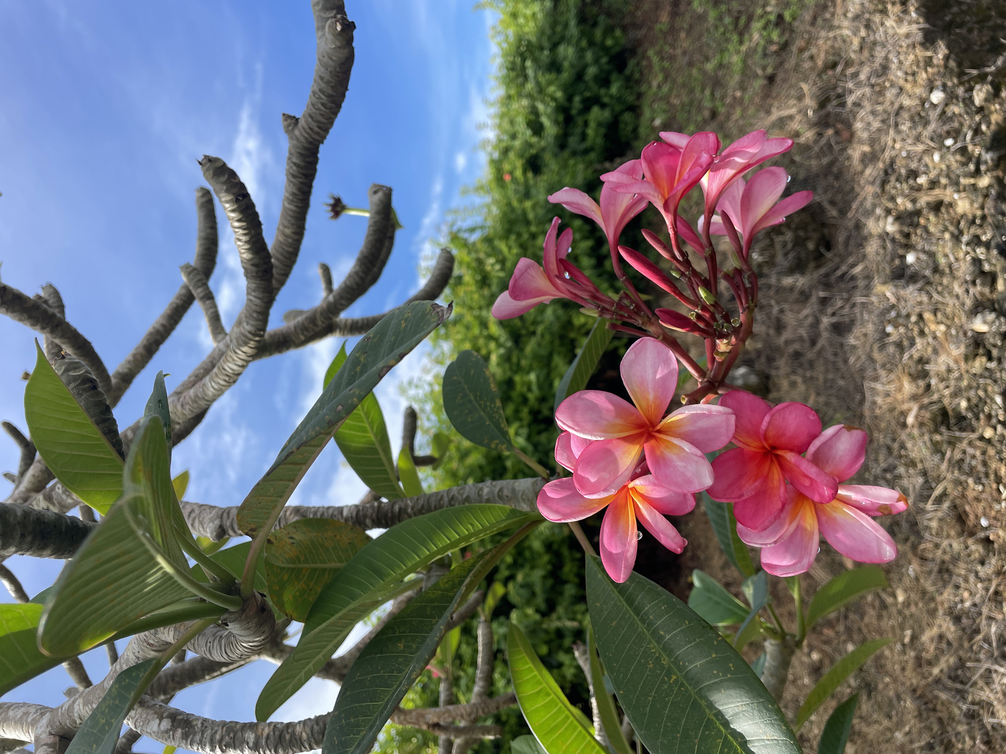 The photograph, taken in Kuta Selatan, Indonesia, depicts a close-up view of a frangipani tree (Plumeria) with pink and yellow flowers in full bloom. The flowers are clustered on a branch, displaying various stages of opening. The tree also has green leaves that are textured. Above the tree, a clear blue sky with scattered clouds is visible. The tree’s branches, stripped of leaves, reach upwards towards the sky. In the background, there is a patch of green foliage, possibly representing a garden or other vegetation. To the right, there is dry shrubbery or ground cover. The image appears to be taken during the daytime, with bright sunlight. There are no people present in the frame.