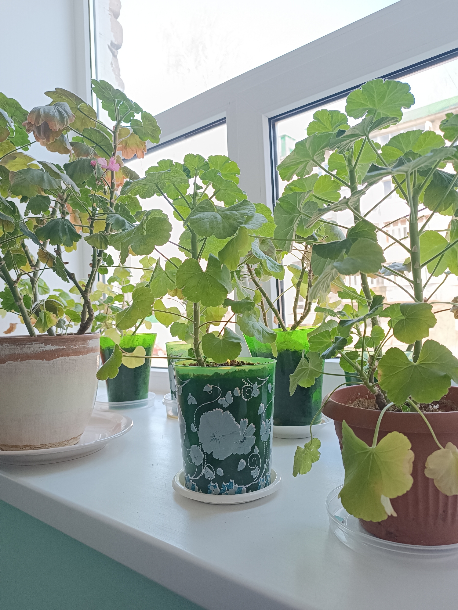 The image depicts several potted plants arranged on a white windowsill, likely indoors. The plants appear to be geraniums, some with green leaves and one with hints of brown and a single pink flower. The pots vary in material, color, and design; one is terra cotta, another is beige with a brown rim, and two are green. Small clear plastic saucers are beneath each pot, presumably to catch excess water. Outside the window, an urban environment is visible, suggesting that the location may be Chaikovsky, Russia, as indicated in the prompt. The overall setting is a well-lit interior space with an emphasis on the greenery provided by the plants.