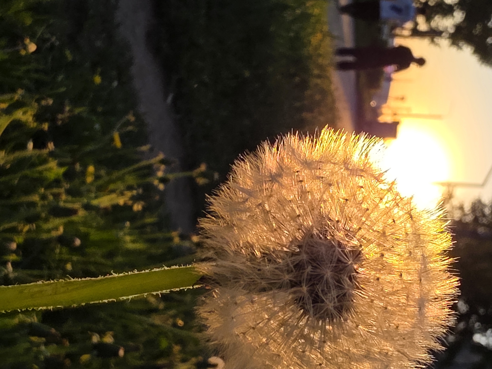 The image shows a dandelion seed head in the foreground, illuminated by the setting sun. The stem of the dandelion is visible. In the background, there is a blurred scene of a path with greenery on the left and what appears to be a sidewalk or road with people walking on the right. The sun is low on the horizon, creating a golden glow. The location is possibly the city of Chaikovsky, Russia. The background is out of focus, but the presence of people suggests a park or recreational area.