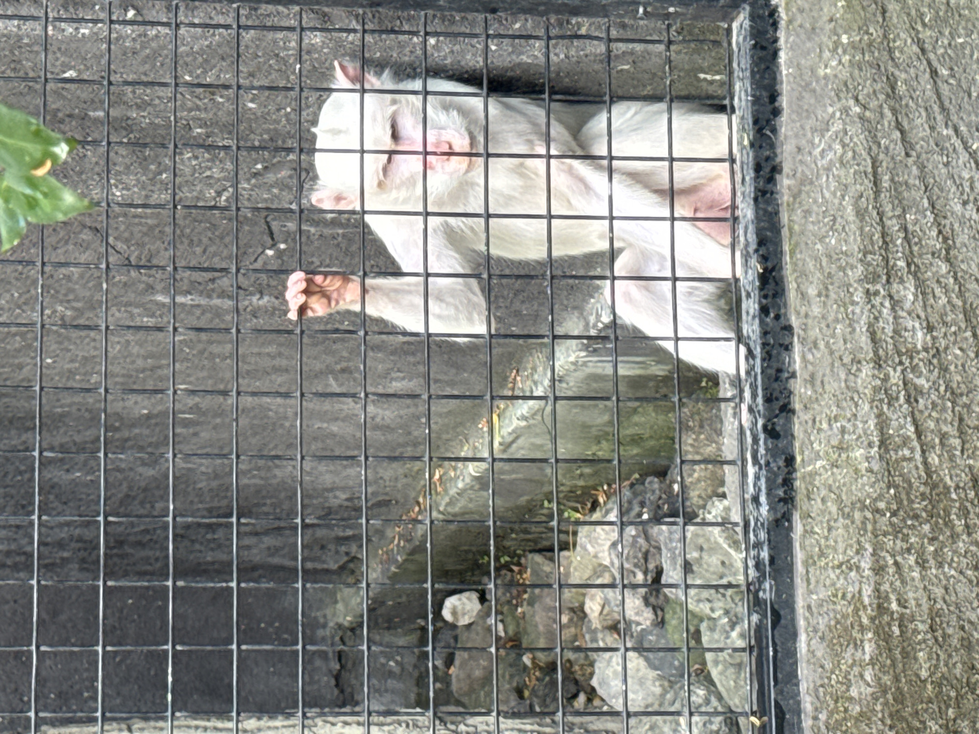 An albino monkey sits behind a metal cage in what appears to be an enclosure at a zoo or sanctuary. The monkey has pale fur and pink skin, particularly on its face, ears, and limbs. It is leaning against the cage bars with its left hand resting on one of the bars. The background consists of rough, stone-like walls and some rocks and foliage. The environment suggests an outdoor setting. This scene could be located at the Monkey Forest in Ubud, Bali, Indonesia, which is a popular tourist attraction known for its population of macaques, some of which may exhibit albinism.