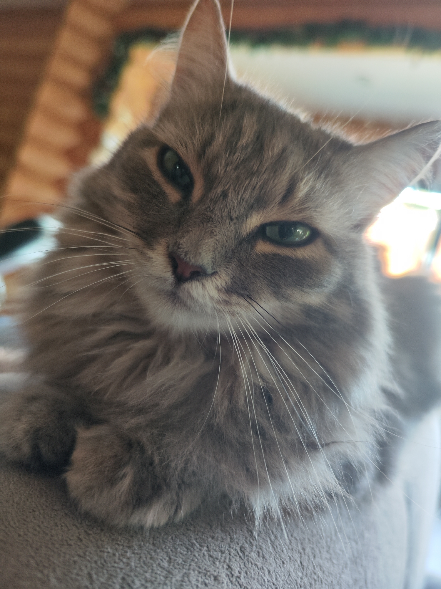 The image is a close-up of a fluffy grey cat with green eyes. The cat is lying down on a grey textured surface, possibly a couch or blanket. Its fur is long and appears soft. The cat's head is tilted slightly, and it is looking towards the camera with a calm expression. The background is blurred, but appears to be an indoor setting with warm lighting. There is no indication of the city of Chaikovsky, Russia, or any forensic details.