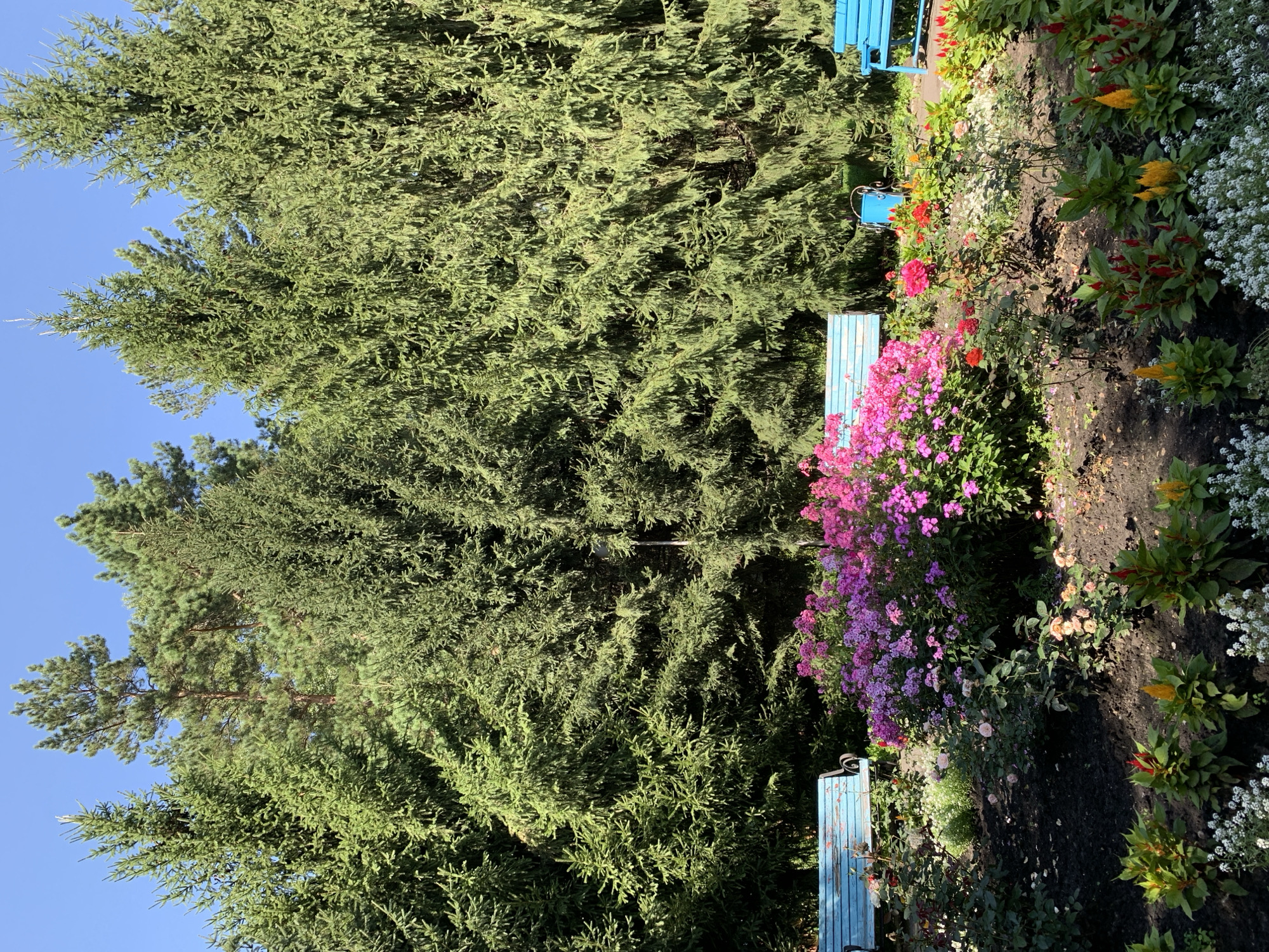 The image depicts a tranquil park scene in Prokopyevsk, Russia, bathed in bright daylight under a clear blue sky. A dense row of tall evergreen trees forms a verdant backdrop, their branches heavy with foliage. In the foreground, a vibrant flower bed bursts with color, featuring clusters of pink and purple phlox, delicate pink roses, and pops of red and yellow celosia. Several rustic, weathered blue park benches are strategically placed among the greenery, offering seating for visitors. The ground is covered in dark soil, with patches of white flowers adding a delicate touch to the lower edge of the frame. The overall impression is one of a well-maintained public space designed for relaxation and enjoyment of nature.