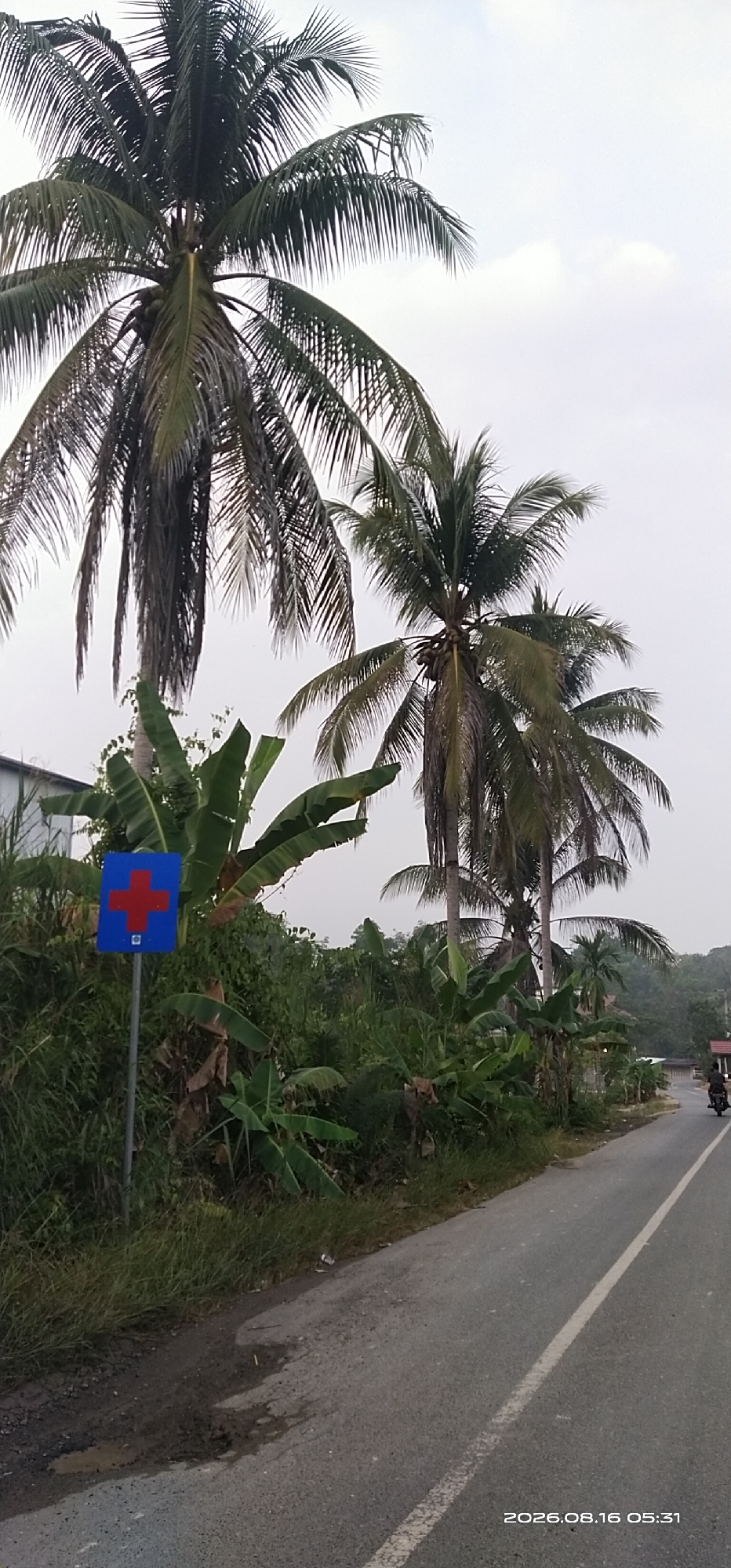 A street-side scene features several tall coconut palm trees with lush green fronds, some bearing clusters of coconuts. A blue sign with a red cross symbol is mounted on a pole amidst dense green foliage, including banana plants. The road surface is asphalt with a white lane marking. A motorcycle is visible in the distance on the right side of the road. The sky is overcast, and the overall atmosphere suggests an outdoor, tropical environment. The timestamp "2026.08.16 05:31" is present in the lower right corner of the image. The location is Muka Haji, Indonesia.