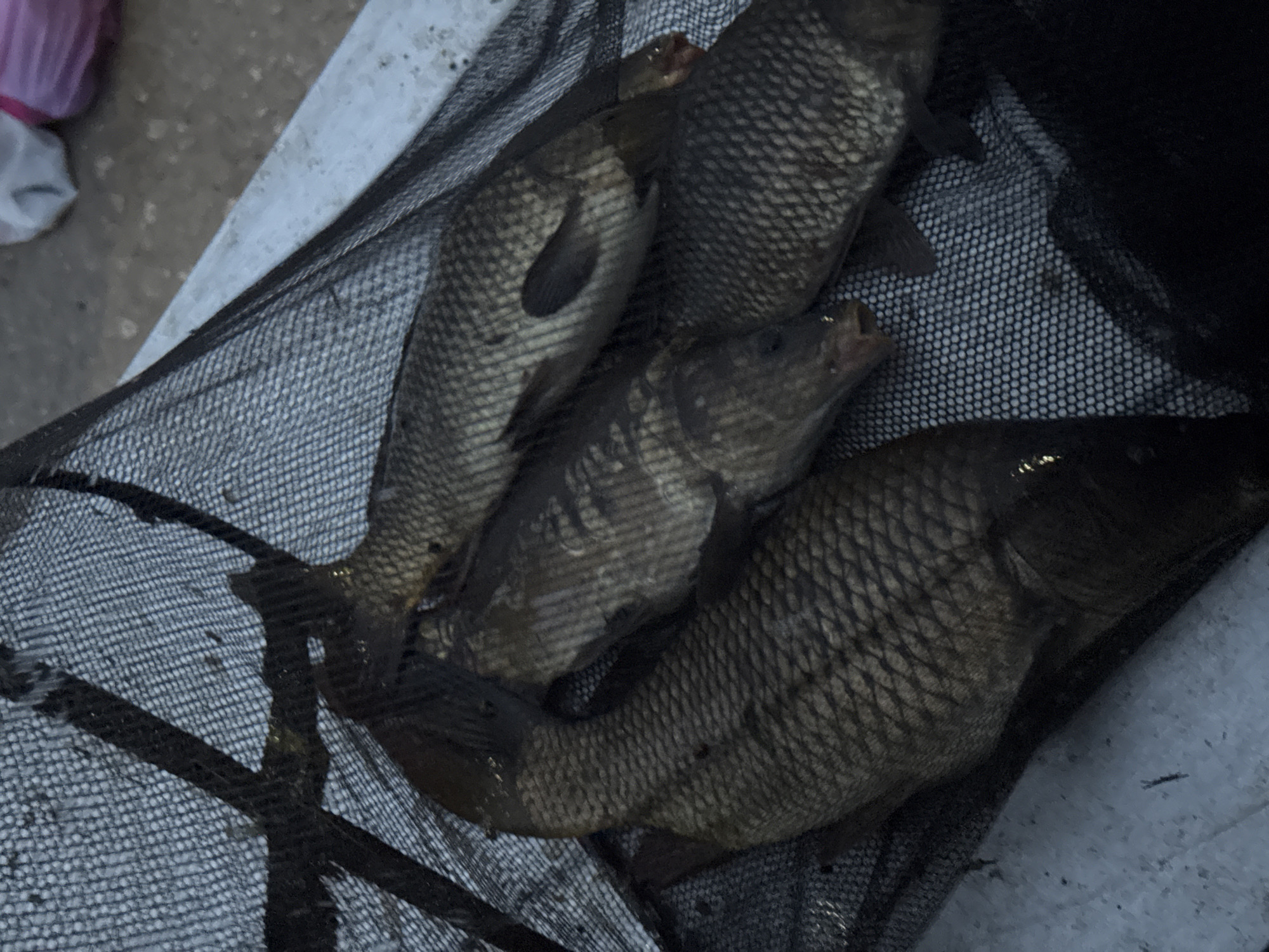 A black mesh net contains four dead carp, positioned on a light-colored surface. A partially visible plastic bag is in the upper left corner. The location is not specified and unknown.