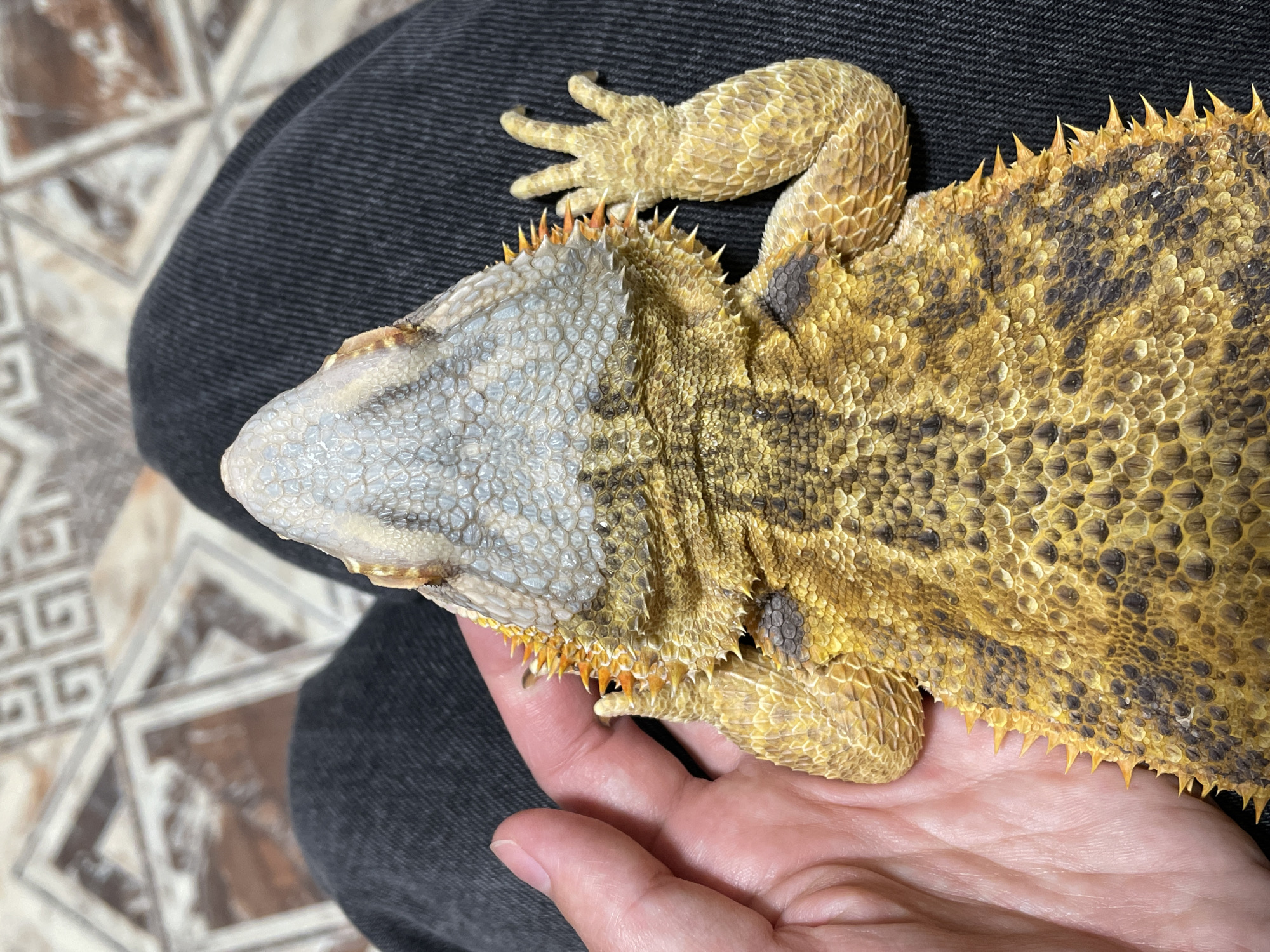 The image shows a close-up, overhead view of a bearded dragon being held by a person's hand, resting on their dark-colored jeans. The bearded dragon is mostly yellow with brown markings and has spiky scales. The background consists of a tiled floor with a geometric pattern in brown and cream colors. The location in Hrodna, Belarus is not specified in the image or derivable from its content.