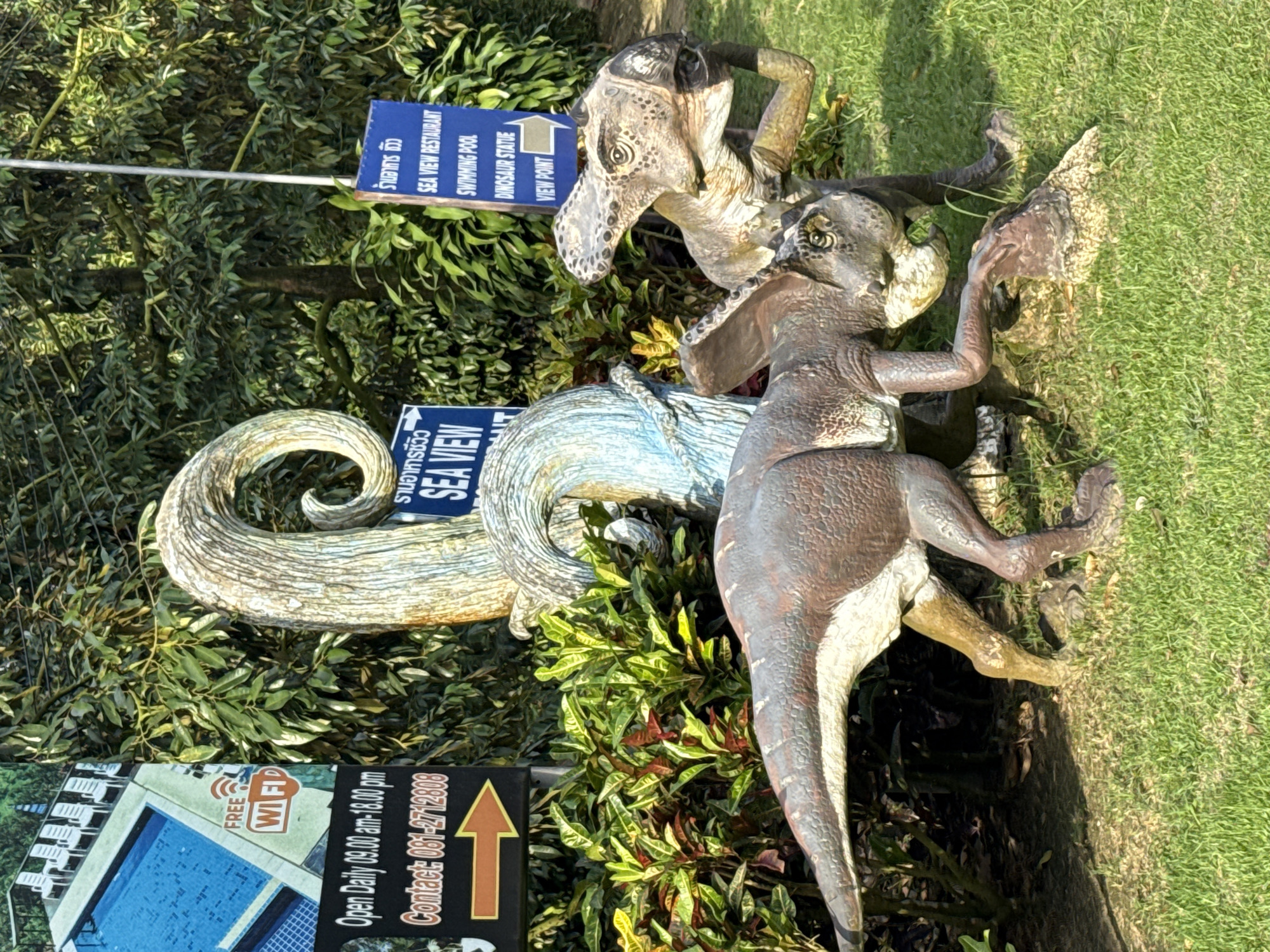 The image depicts an outdoor scene in Ko Samui District, Thailand, featuring two dinosaur statues as the central subjects. The statues are positioned on a grassy lawn, with lush green foliage and trees forming the background.
To the left of the statues, a sign is visible, indicating "Open Daily 09:00 am - 18:00 pm" and "Contact: 081-2712808." Another sign above it, partially obscured, shows "FREE WIFI" with a Wi-Fi symbol.
To the right of the dinosaur statues, a blue sign lists various amenities in Thai and English. It reads "ร้านอาหาร ซีวิว" (Sea View Restaurant) and below that, "SEA VIEW RESTAURANT", "SWIMMING POOL", "DINOSAUR STATUE", and "VIEW POINT" with an arrow pointing to the right.
The two dinosaur statues appear to be engaged in a predatory interaction. The larger dinosaur in the foreground is a herbivorous dinosaur, possibly a Triceratops, characterized by its frill and three horns. It is depicted in a defensive or aggressive stance, with its head lowered and front limbs positioned as if to fend off an attack or engage with something on the ground. The second dinosaur, partially visible behind the first, is a carnivorous theropod, with a more elongated snout and sharp teeth, appearing to be lunging or attacking.
The environment suggests a tourist attraction or a park. The lighting indicates it is daytime, with sunlight casting shadows on the grass. The overall impression is a static, staged scene rather than a natural environment.