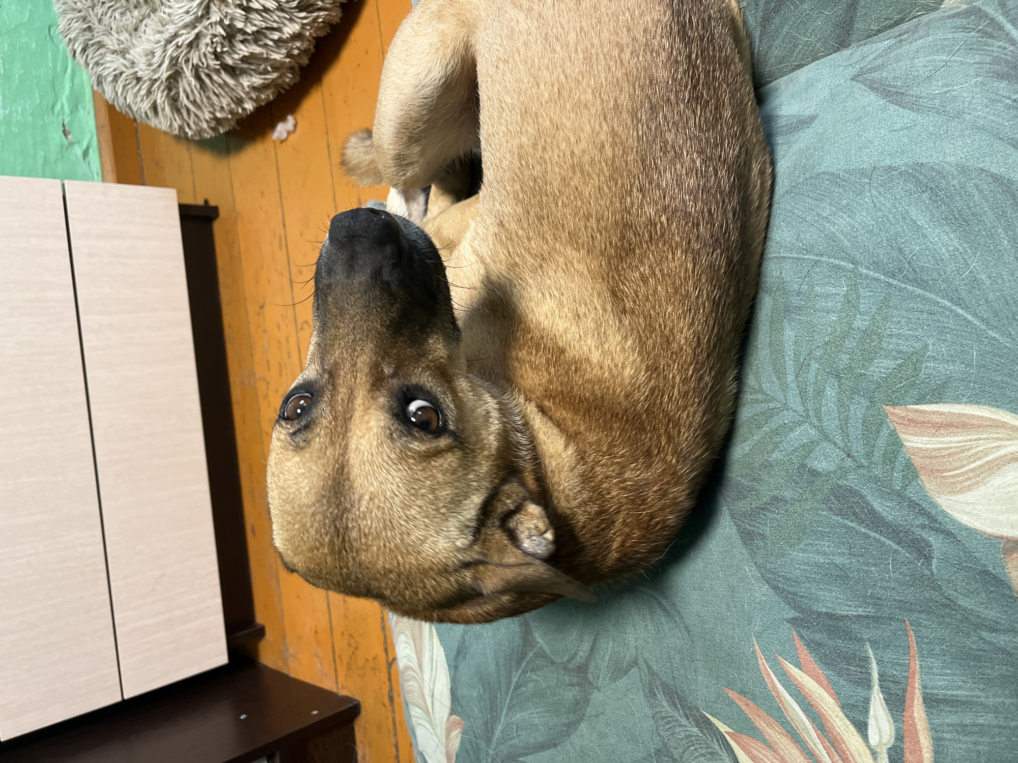 A medium-sized, short-haired dog with brown fur and dark brown eyes is lying curled on a teal-colored blanket with a tropical leaf pattern. The dog's head is turned to the left, looking towards the camera with an alert expression. Its black nose is prominent. The background consists of a wooden floor, a light-colored cabinet with two drawers, and a fuzzy, round pet bed. The scene appears to be indoors, in a residential setting. There is no indication of the specific location within Nizhny Tagil, Russia.