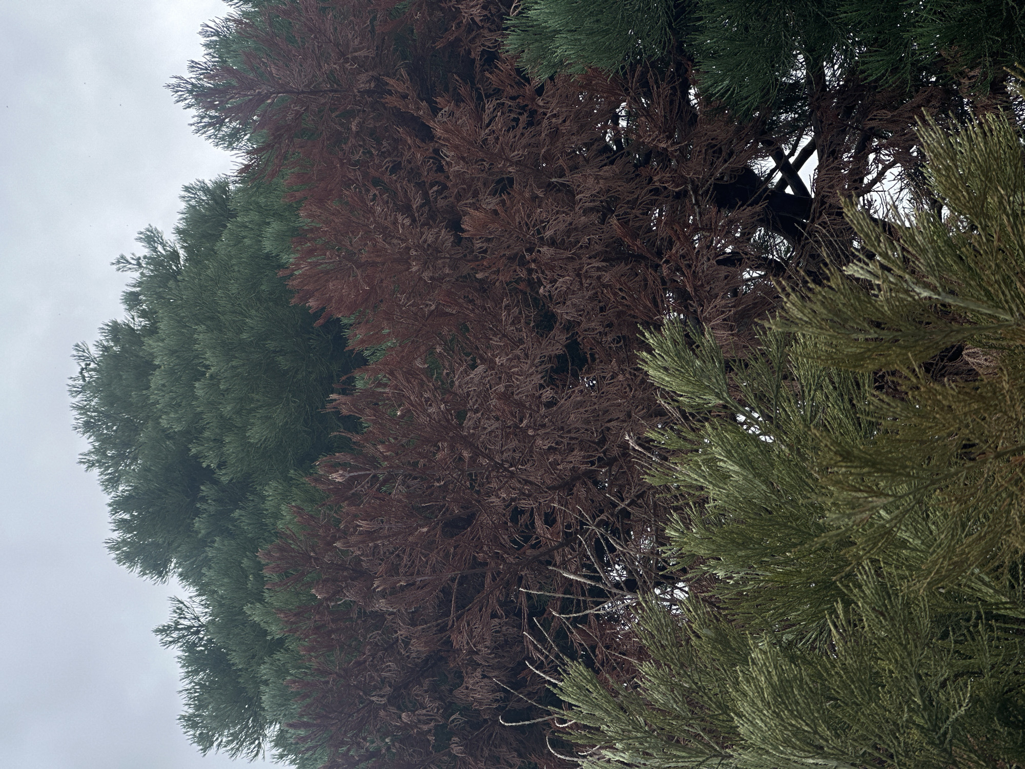 The image depicts a close-up view of several conifer trees. In the foreground, there are branches with fine, needle-like leaves, primarily in shades of green and a lighter, more yellowish-green. Behind these, a section of a conifer tree displays branches with dense, scale-like foliage that has turned a reddish-brown, indicating it may be dead or dormant. In the upper portion of the image, more green conifer branches are visible, forming a canopy against an overcast sky. The overall impression is of a layered forest, possibly in a park or garden setting within Sofia, Bulgaria. No people or specific urban landmarks are visible.