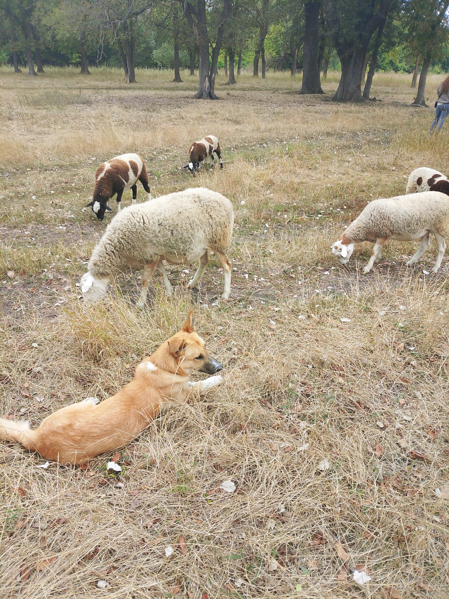 In a dry, grassy field with scattered trees, a tan and white dog lies down in the foreground, looking to its right. Several sheep are grazing or standing in the background. One sheep is in the center of the image, facing away from the viewer, and another is to the right. Two more sheep, one with brown and white markings, are further back and to the left. In the far background, a person with dark hair is walking away from the camera. The environment appears to be an outdoor park or pasture.