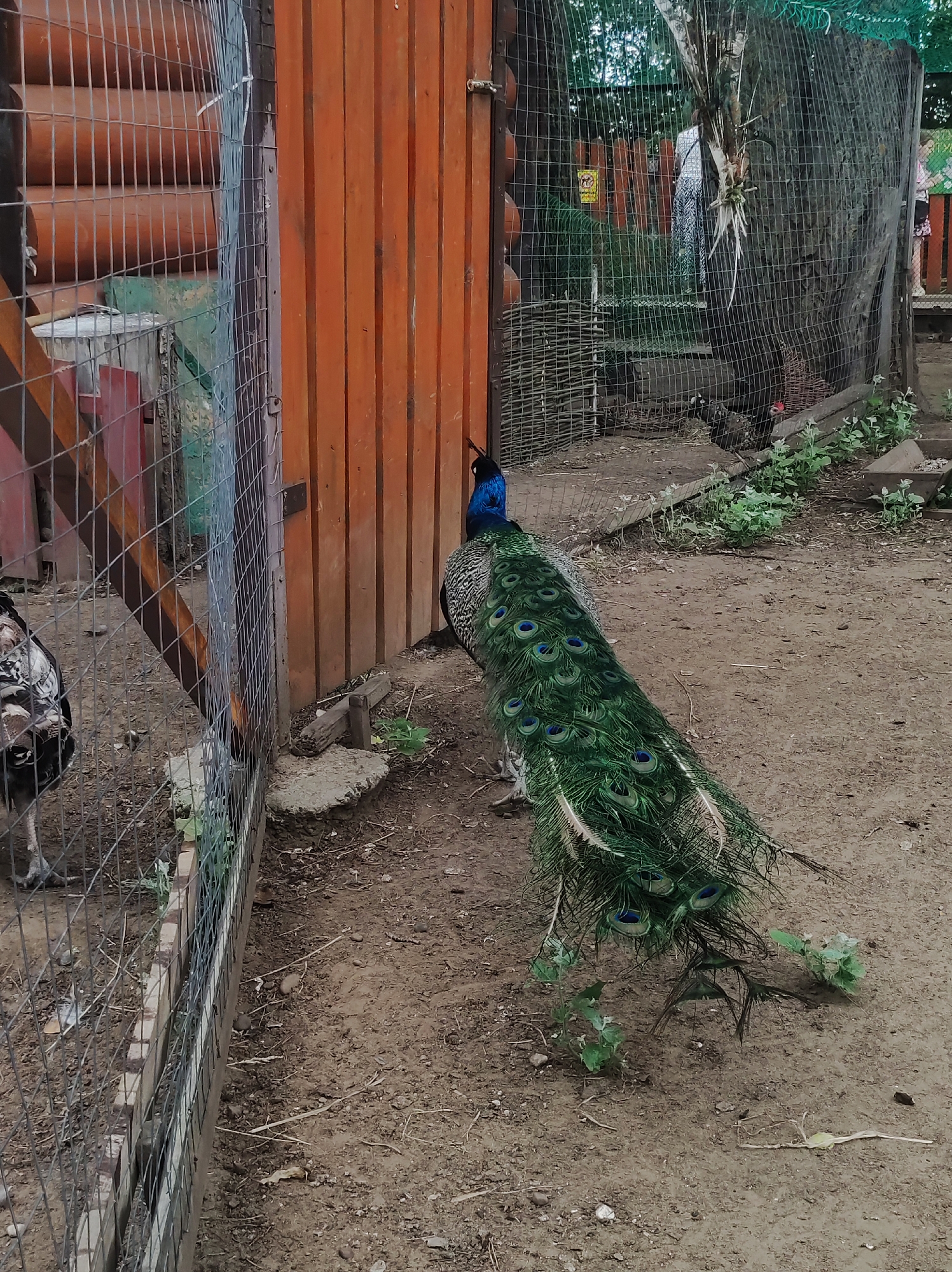The image depicts an outdoor enclosure, likely at a farm or zoo, where a peacock is standing on sandy ground next to a wooden fence and a wire mesh enclosure. The peacock, with its iridescent blue neck and green tail feathers fanned out, is the primary subject. To the left, a chicken is partially visible behind the wire mesh. The environment includes dry dirt, scattered leaves, and some green vegetation. In the background, a wooden structure and more wire enclosures can be seen, suggesting a rural or agricultural setting. There are no explicit indicators in the image to pinpoint a specific location within Chaikovsky, Russia.