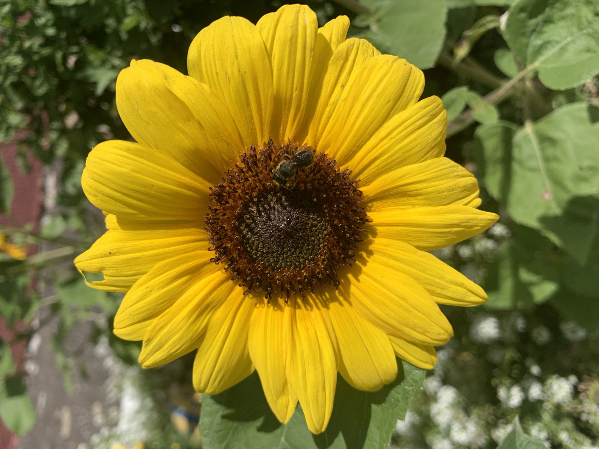 A close-up, eye-level, outdoor shot focuses on a single, bright yellow sunflower in full bloom. The sunflower's center is a dark brown disk covered in florets, with a small, dark bee resting on its surface, facing right. The sunflower's vibrant yellow petals radiate outwards, some appearing slightly creased or torn. To the left of the sunflower, a large green leaf is visible, casting a shadow. The background is a blur of green foliage and what appear to be small white flowers, suggesting a garden setting. The lighting indicates a sunny day, with sharp shadows. There are no people visible in the image, and no specific details place this scene within the city of Kapyĺ, Belarus.