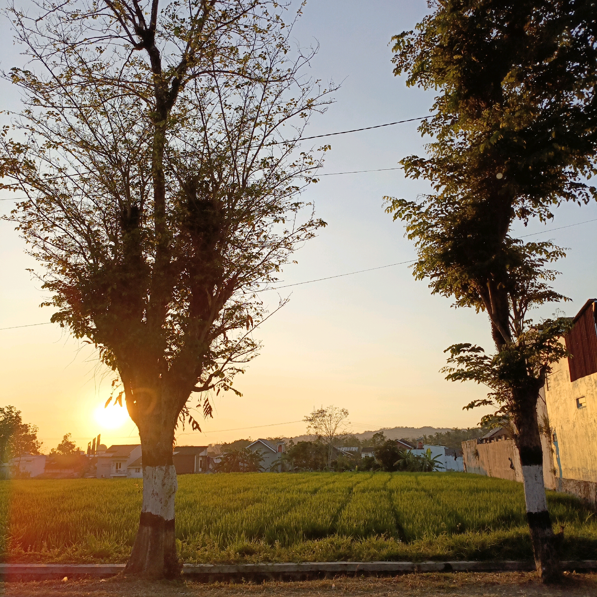 A full shot captures a rural scene in Pabelan, Indonesia, at sunset. Two trees, one on the left and another on the right, frame the view of a rice field. The tree on the left has a trunk with a white and black band, and its branches are mostly bare, with a few green leaves. The tree on the right has a similar trunk with white and black bands, and its foliage is denser and greener. A bright sun is setting behind the tree on the left, casting a warm glow. The rice field is lush and green, with visible rows. In the background, several houses with pitched roofs are scattered, and a long, light-colored wall runs along the right side of the frame. The sky is a gradient of pale blue and warm orange from the sunset. Power lines are visible stretched across the sky. The foreground consists of a dirt path with some dry grass and a low concrete barrier. There are no people or animals visible in the image.