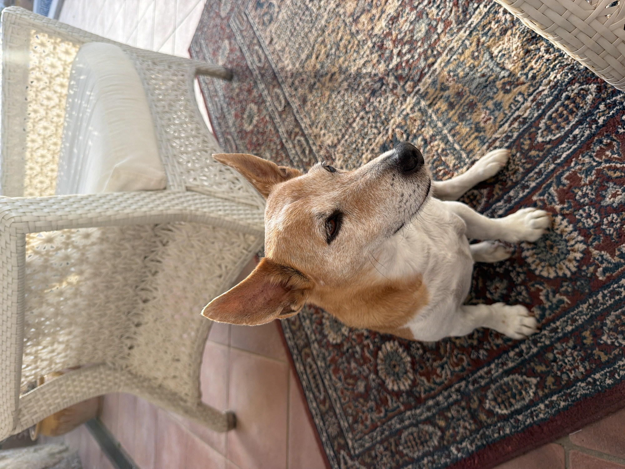 A medium shot captures a Jack Russell Terrier sitting on a patterned rug on a tiled patio, likely in Mont-roig del Camp, Spain. The dog, predominantly white with tan markings on its head and back, is positioned centrally and facing to the right, with its ears perked up. Sunlight casts shadows across the scene. Behind the dog, a large, white wicker chair with a cushioned seat is visible, partially obscuring another similar chair. The patio floor is covered with terracotta tiles, and a glimpse of a decorative planter is visible in the background. The rug is richly patterned with red, blue, and gold hues.