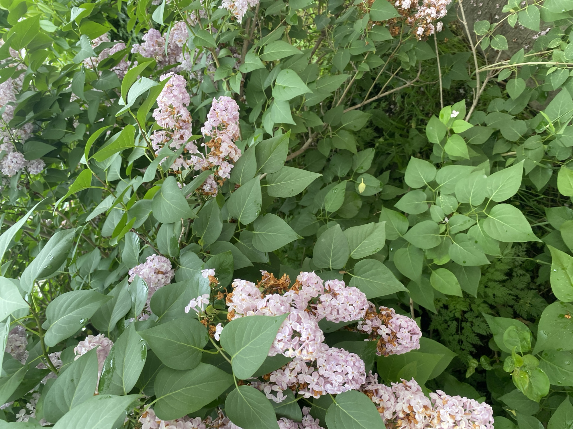 The image shows a close-up view of a blooming lilac bush with light pink flowers and lush green leaves. The flowers are clustered in panicles, and some have started to brown and dry, suggesting the bloom is past its peak. The leaves are broad and heart-shaped, with some showing water droplets on their surfaces. The background is a blur of green foliage and branches, with a hint of what appears to be a paved surface on the right side. The scene depicts a natural element within an urban or semi-urban environment, likely a park, garden, or yard. The image does not contain any people or specific landmarks that would definitively place it in Yuzhno-Sakhalinsk, Russia.