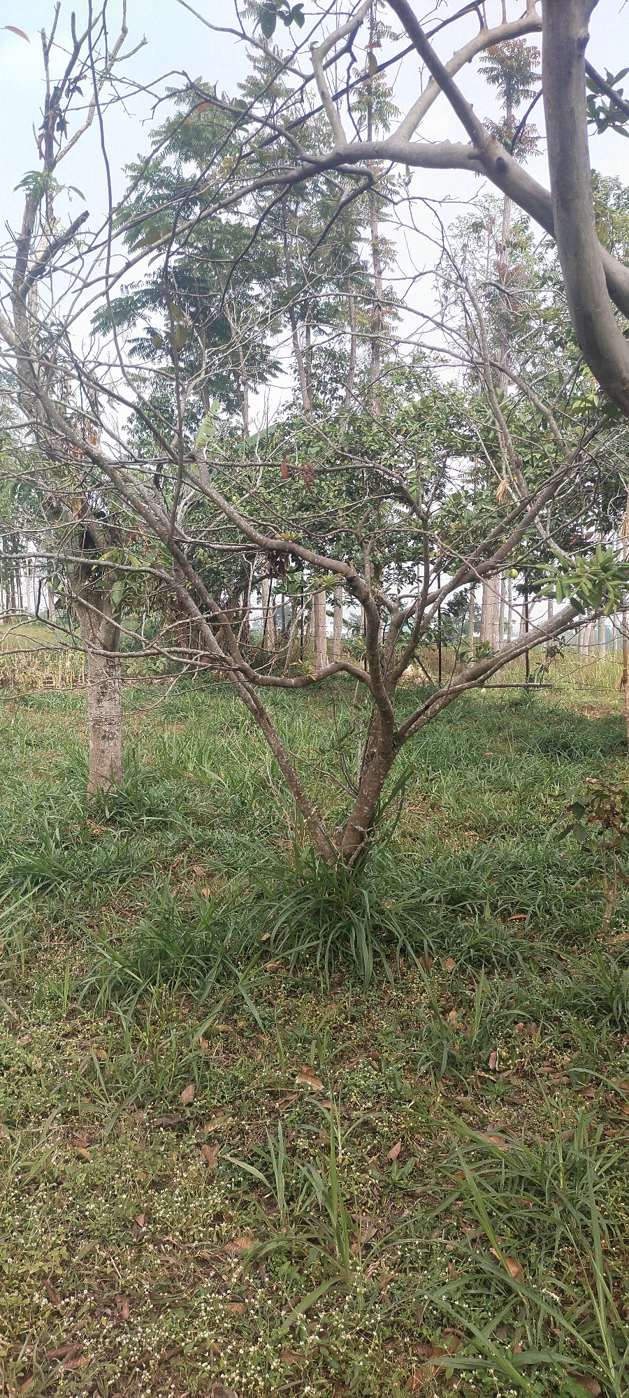The image depicts an outdoor scene with a central focus on a medium-sized, deciduous tree. The tree has a relatively thick, textured trunk that branches out widely, with many bare branches and some scattered green leaves. The ground around the tree is covered in a dense layer of green grass, with some dry leaves and small white flowers interspersed. In the background, other trees are visible, some with more foliage than the central tree. The overall environment appears to be a natural or park-like setting. There are no people or animals visible in the image. The location is identified as Pasirhuni, Indonesia.