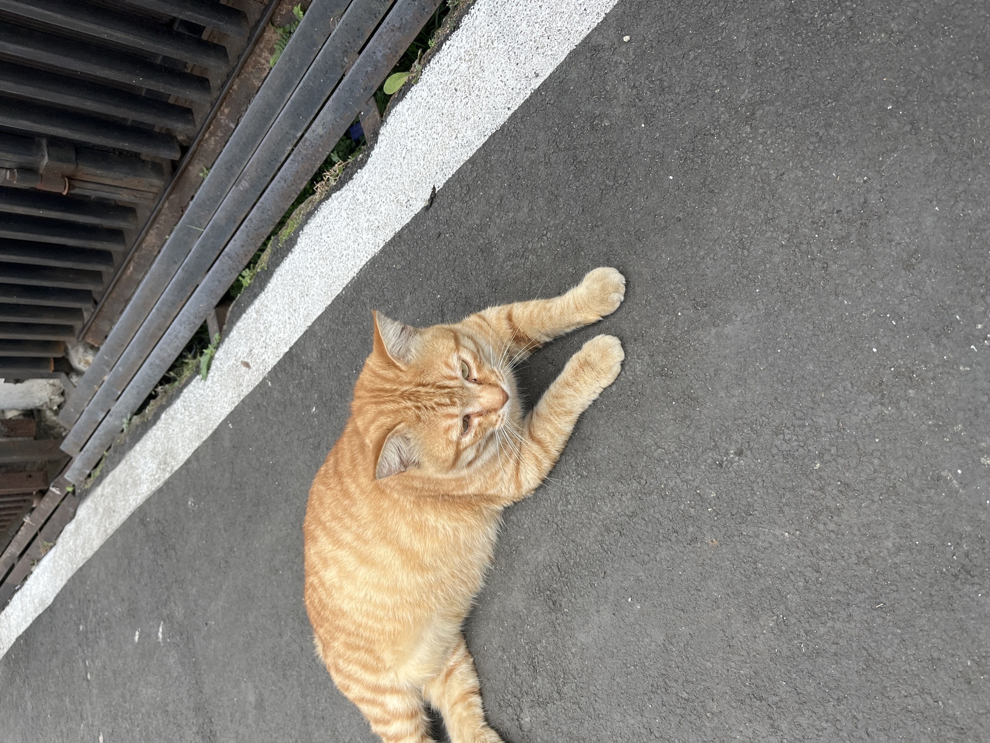 An orange tabby cat is lying on asphalt next to a white striped line. Behind the cat is a black metal fence. The scene is outdoors, possibly on a street or sidewalk.