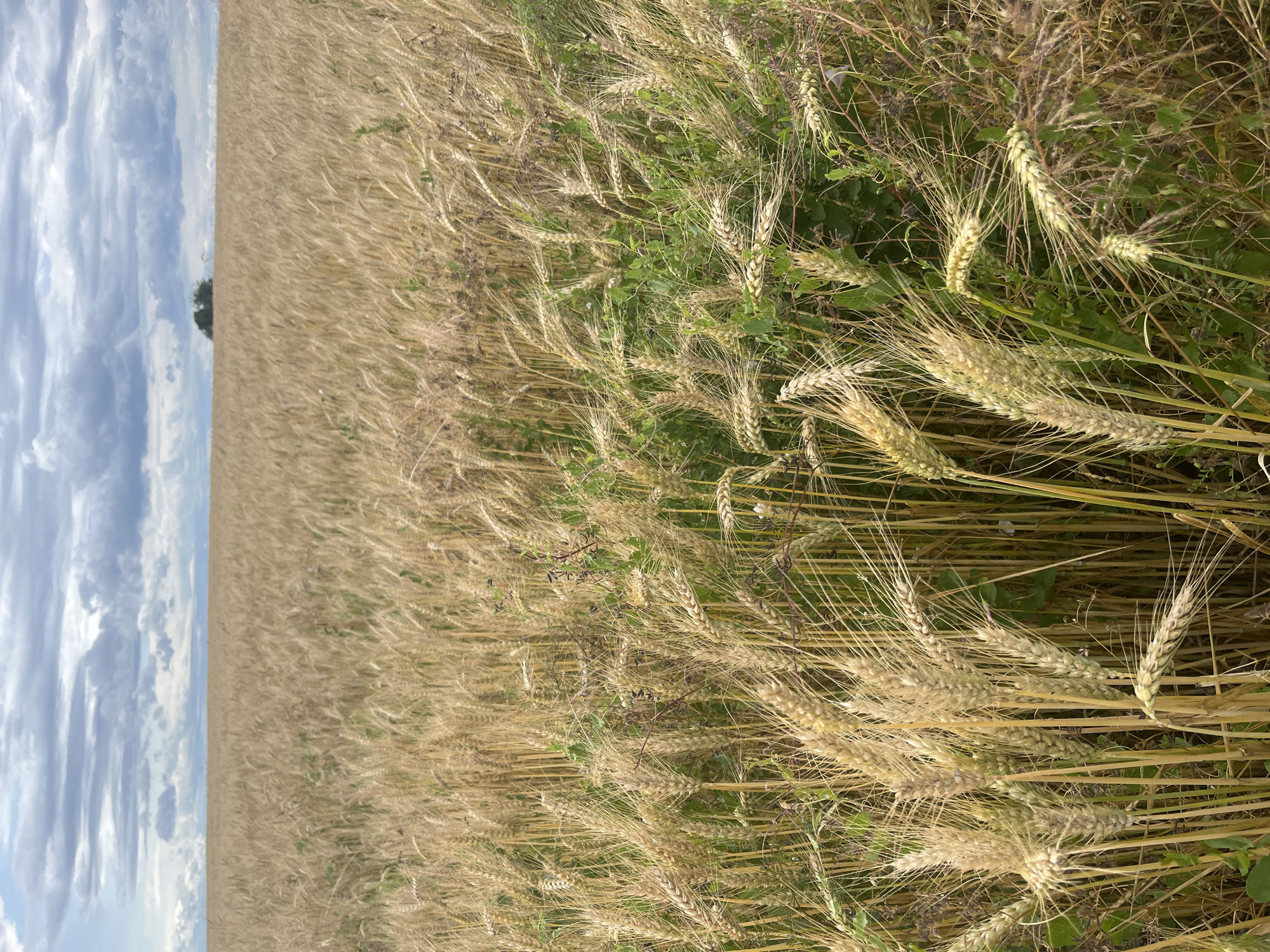 An exterior, eye-level, full shot captures a vast, golden wheat field under a cloudy sky. The field stretches horizontally, with stalks of wheat dominating the foreground and receding into the distance. Some green foliage is interspersed among the wheat stalks. In the far distance, a small cluster of trees is visible on the horizon. The sky is filled with grey and white clouds, with patches of blue sky visible. The scene is located in Momberg, Germany. There are no people or animals present.