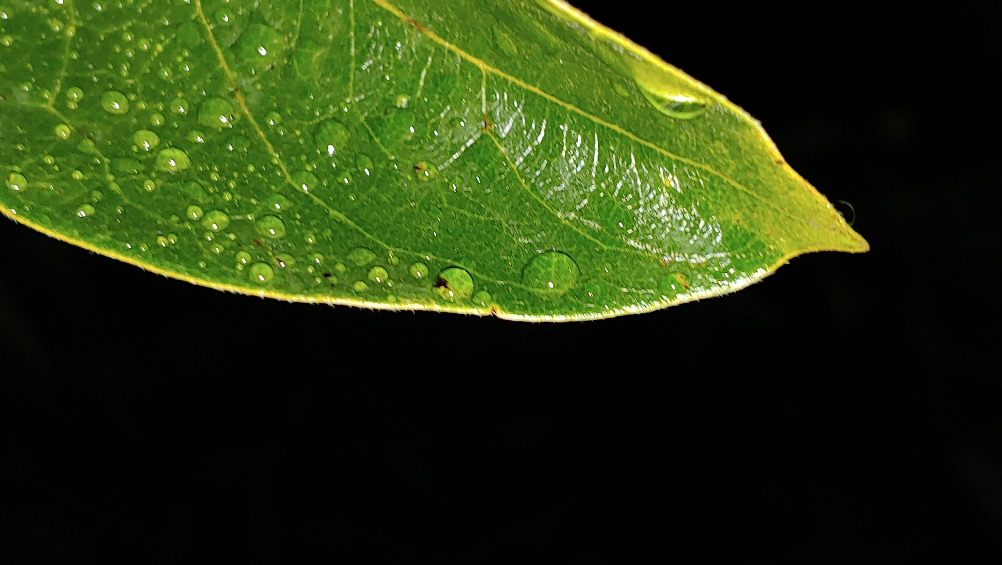 A close-up, low-angle shot captures a green leaf covered in water droplets against a black background. The leaf occupies the right half of the frame, with its tip pointing downwards and slightly to the right. The surface of the leaf is textured, with visible veins and the small, spherical water droplets reflecting the light. The background is uniformly black, creating a stark contrast that emphasizes the details of the leaf and the water. No people or specific locations in Mukachevo, Ukraine, are depicted in the image.