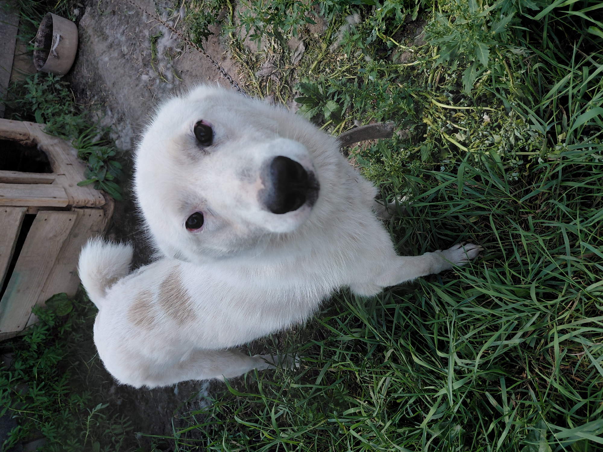 An eye-level, high-angle shot shows a medium-sized, white-furred dog with a fluffy tail and some light brown markings on its back. The dog is standing in tall green grass, looking directly at the camera. Its eyes are dark, and its nose is black. In the background, to the left, is a rustic wooden doghouse with an open entrance. To the right of the doghouse, a worn metal pot sits on the ground. The environment appears to be an outdoor rural setting, possibly in Malinovka, Russia, characterized by vegetation and rudimentary structures. The dog is attached to a chain, suggesting it is in an enclosed area. The overall impression is of a domestic animal in its natural, outdoor habitat.