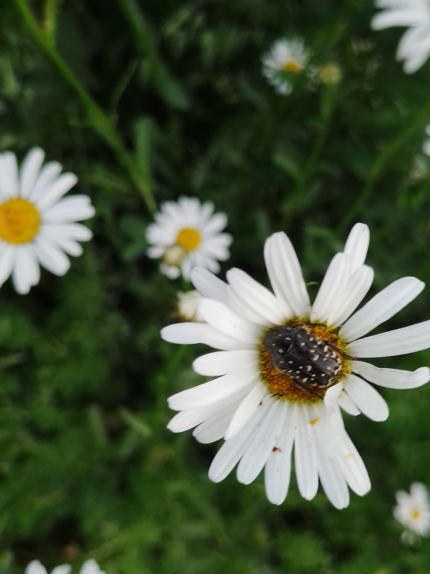 A close-up, vertical, outdoor photograph shows a beetle with a black and white spotted shell resting on the center of a white daisy. The daisy's yellow center is visible beneath the beetle. Several other white daisies, some in focus and some blurred, are scattered throughout the background, along with green foliage and grass. The image does not provide information about the city of Ustyvytsia, Ukraine, or any specific location within it.