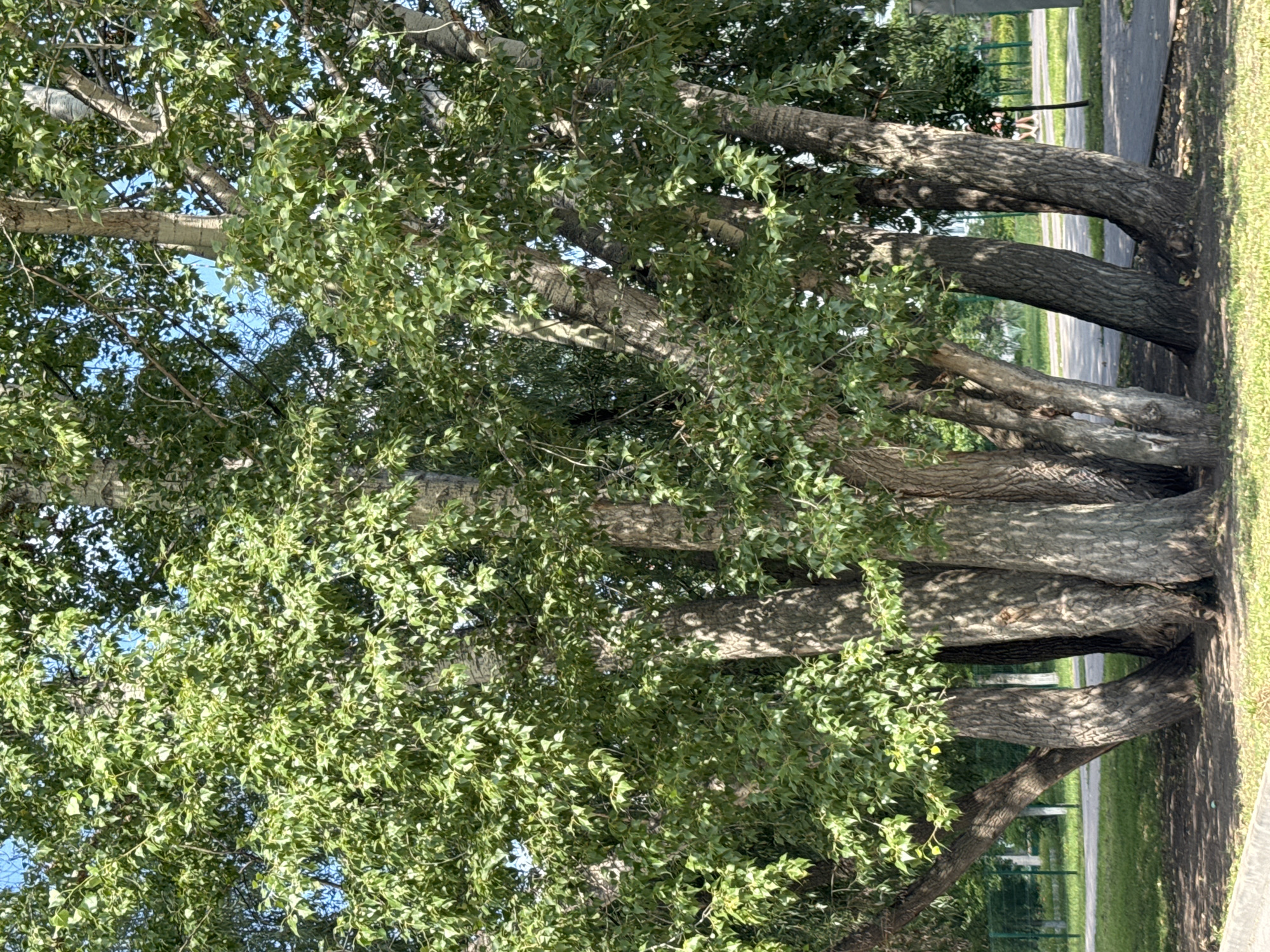 A cluster of mature trees with thick, furrowed bark and abundant green foliage stands in a park or along a paved walkway. The trees are closely grouped, with their trunks diverging as they rise. Sunlight filters through the leaves, casting dappled shadows on the ground, which is covered in grass and dark soil. In the background, a green metal fence encloses a manicured lawn. A paved path runs alongside the grassy area. A person is visible walking on the path in the distance. The sky is blue and clear. The scene appears to be a public outdoor space in the city of Ufa, Russia, likely a park or boulevard, given the presence of trees, lawn, and walkway.