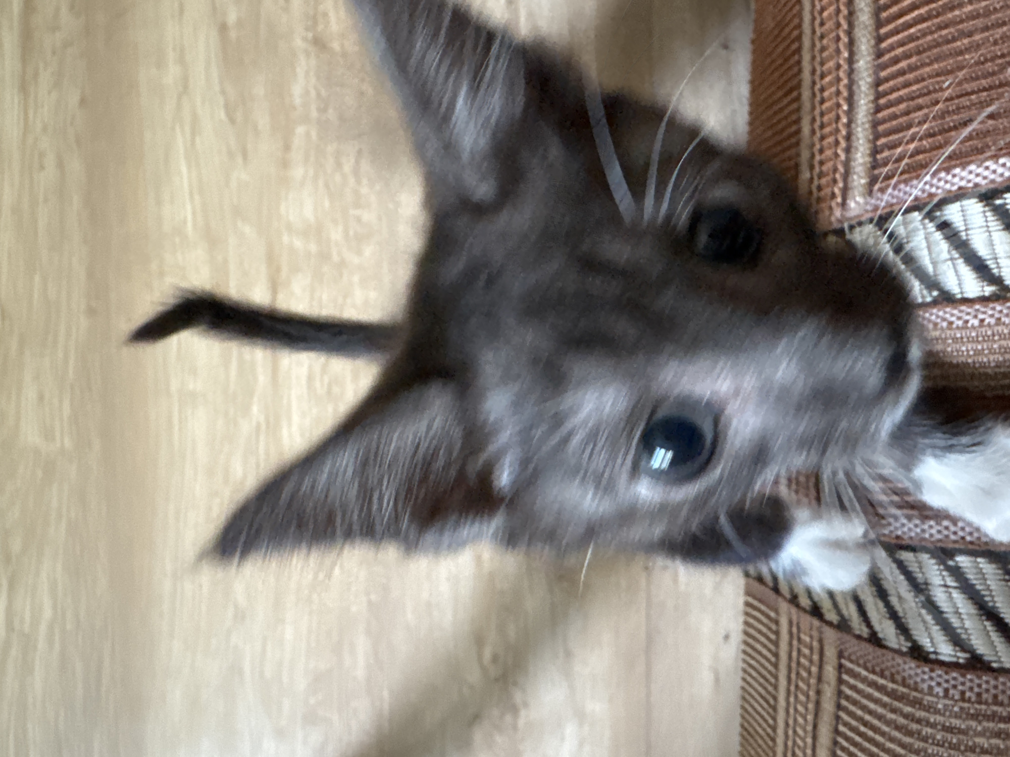 A close-up, top-down shot captures a young, gray tabby kitten with large, dark eyes and white paws. The kitten's fur is a soft gray with subtle tabby markings visible on its face. Its ears are pointed and alert, and long white whiskers extend from its muzzle. The kitten is partially resting on a textured, woven surface with brown and tan stripes, likely a piece of furniture or a mat. The background is a light-colored wooden surface, possibly a floor or table. The lighting appears to be natural, suggesting it might be daytime. The kitten's gaze is directed upwards and to the side, giving it an inquisitive and slightly curious expression. The image is slightly blurry, indicating movement or a shallow depth of field. No text is visible in the image. The setting suggests an indoor environment, potentially a home in Zaokskiy, Russia.