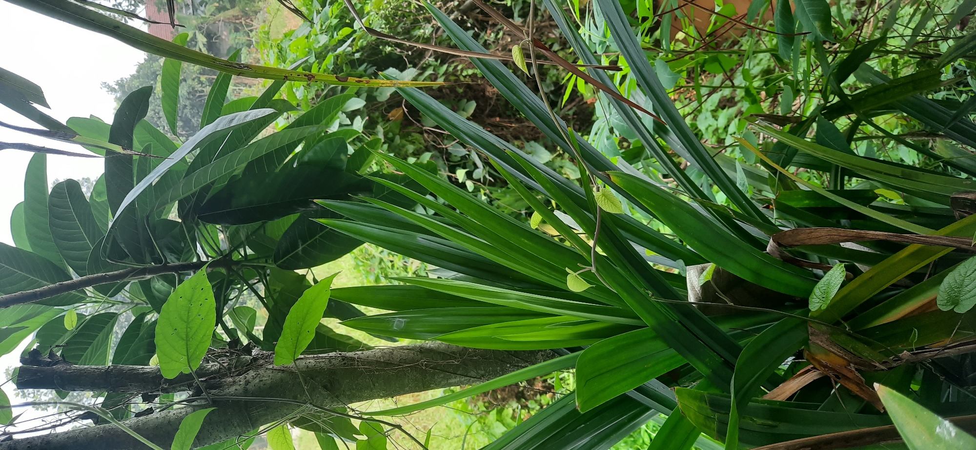 A close-up, eye-level, medium shot captures lush green pandan leaves in the foreground, with a tree trunk on the left and other foliage and trees in the background. The scene is likely located in a natural or semi-natural outdoor environment in Cisauk, Indonesia, possibly a residential area or park, given the presence of buildings visible in the distance. The lighting suggests an overcast or cloudy day, providing soft illumination. There are no people or animals visible in the frame. The overall impression is one of dense, verdant vegetation, typical of a tropical climate.