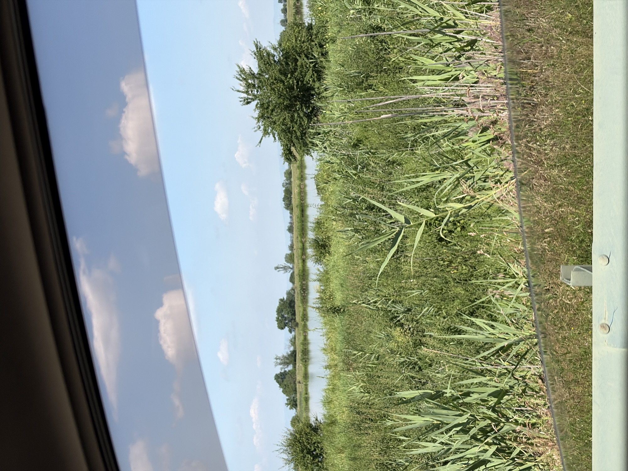 The image shows a view through a car window of a natural landscape. The foreground consists of tall green reeds and other vegetation, with a reflective surface, likely the car's dashboard or window tint, running horizontally across the lower portion of the image. Beyond the reeds, a body of water is visible, with trees and a treeline in the distance. The sky above is blue with scattered white clouds. The scene appears to be a rural or natural setting outside of a city.