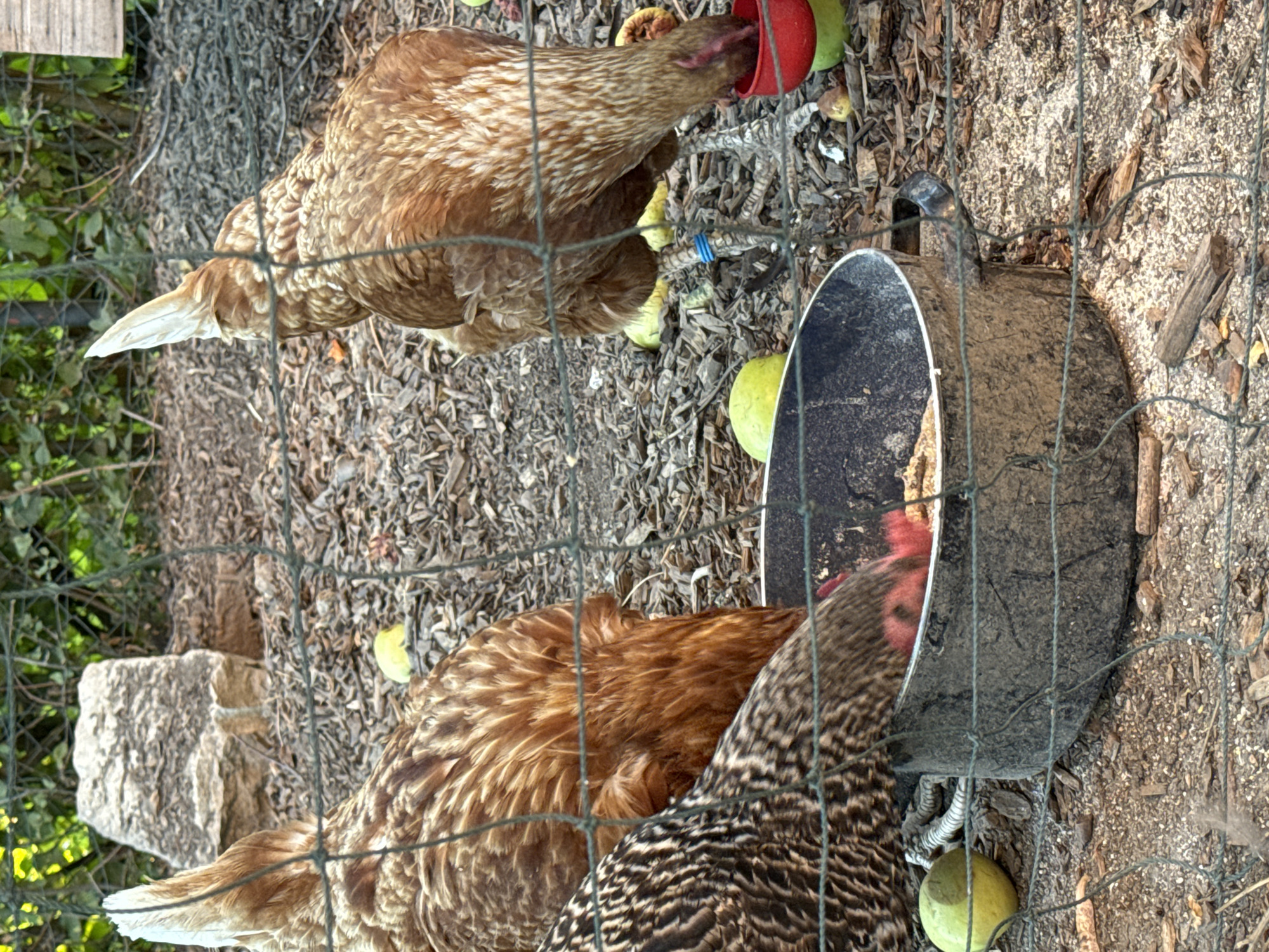 In Wettstetten, Germany, three chickens are gathered around a trough filled with feed. One chicken, with brown and white speckled feathers, is pecking at the feed in the trough. Another chicken, predominantly brown with white markings on its tail feathers, is seen from behind, also near the trough. A third chicken, with brown and black barred feathers, is partially visible in the foreground, with its head lowered towards the feed. The ground is covered with wood chips, and several green and yellow apples are scattered around the area. A wire mesh fence runs across the foreground, partially obscuring the scene. In the background, a large rock and lush green foliage are visible. The scene appears to be an outdoor enclosure for poultry.